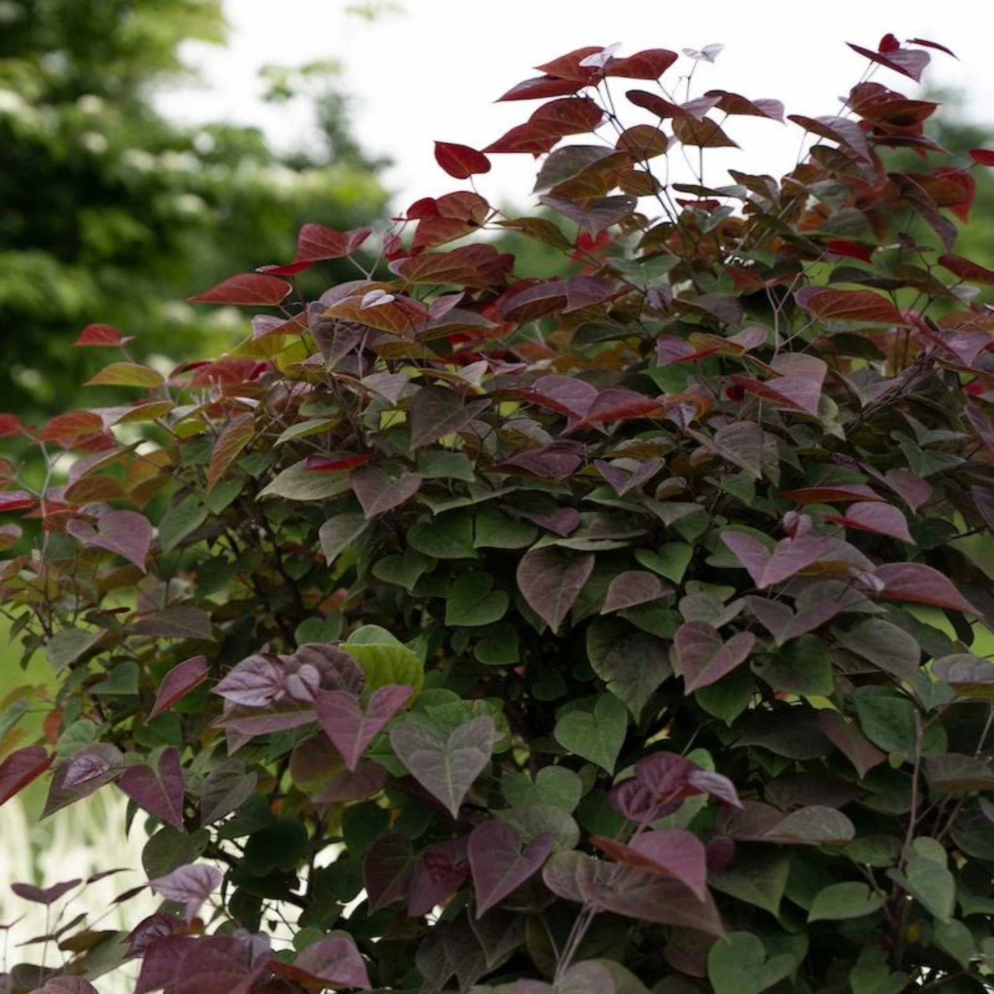 Garden Gems® Amethyst Redbud - Image 2
