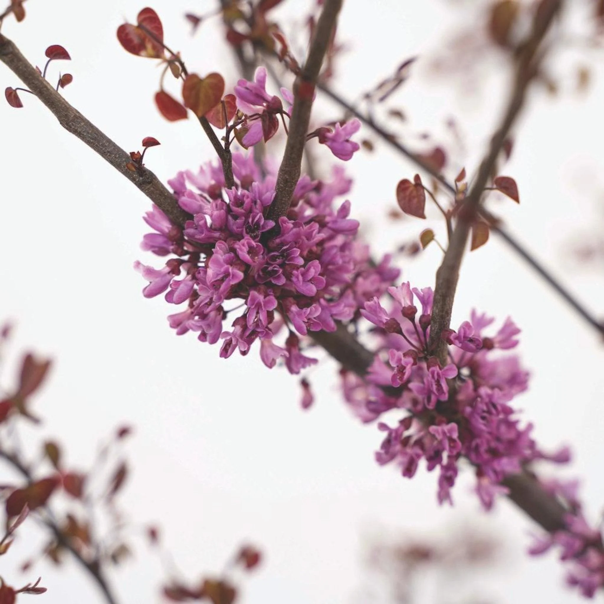 Garden Gems® Amethyst Redbud - Image 3