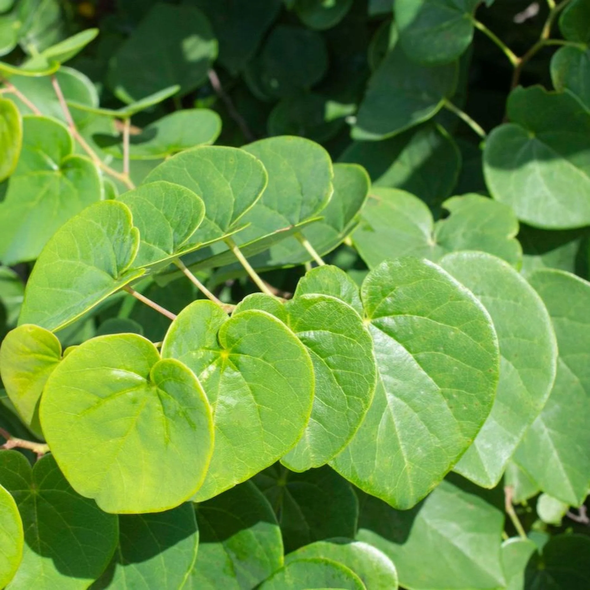 Garden Gems® Emerald Redbud - Image 2