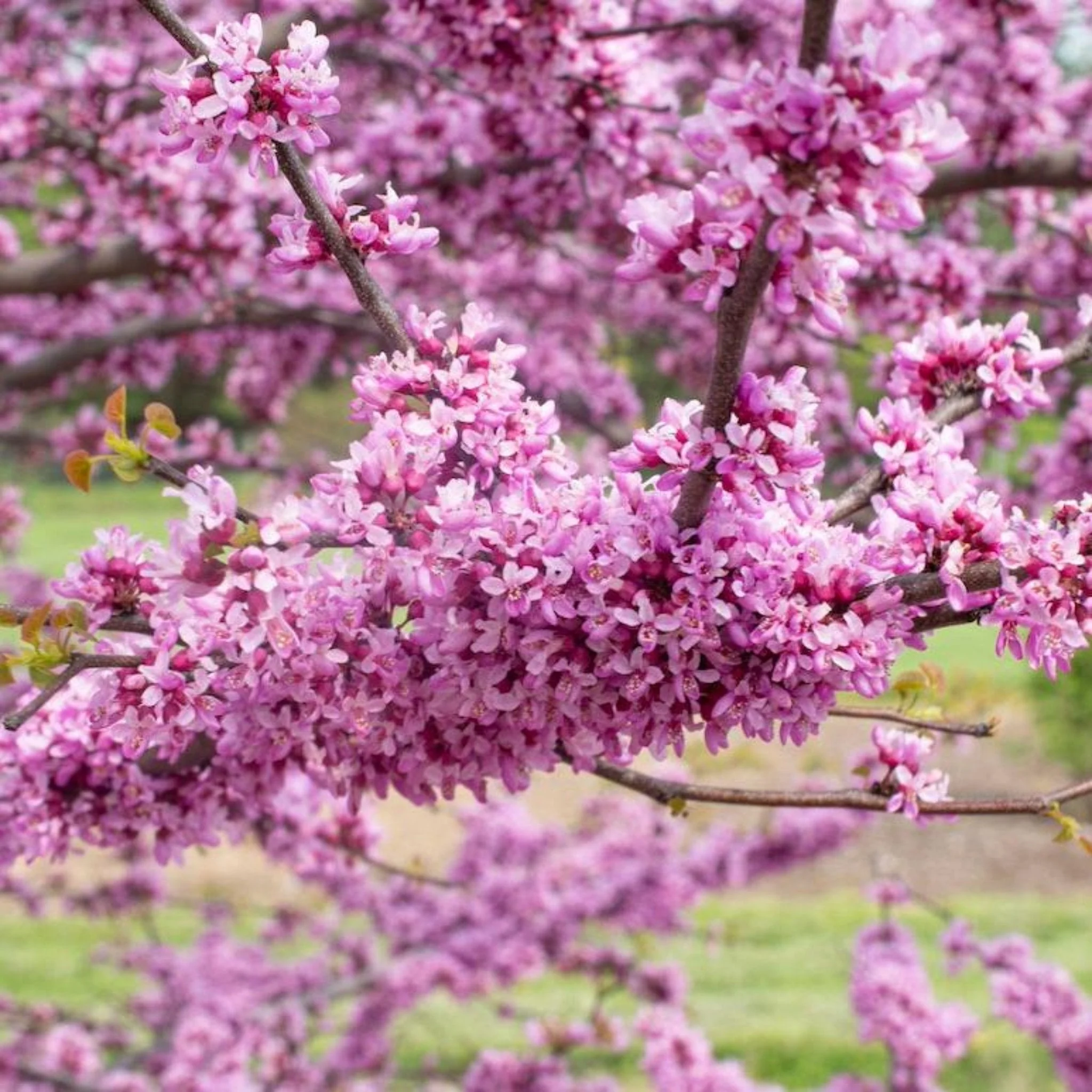 Garden Gems® Emerald Redbud - Image 3