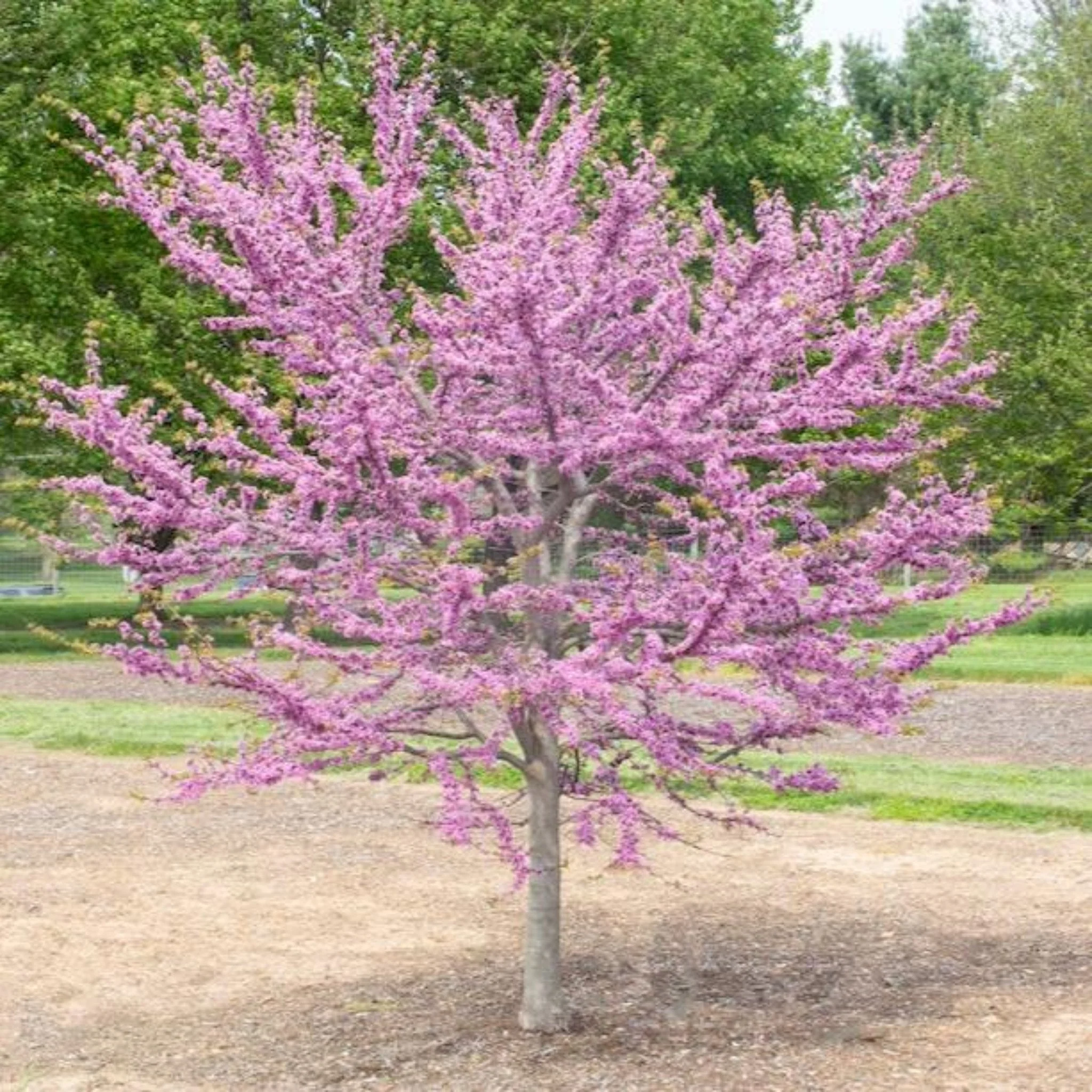 Garden Gems® Emerald Redbud - Image 4
