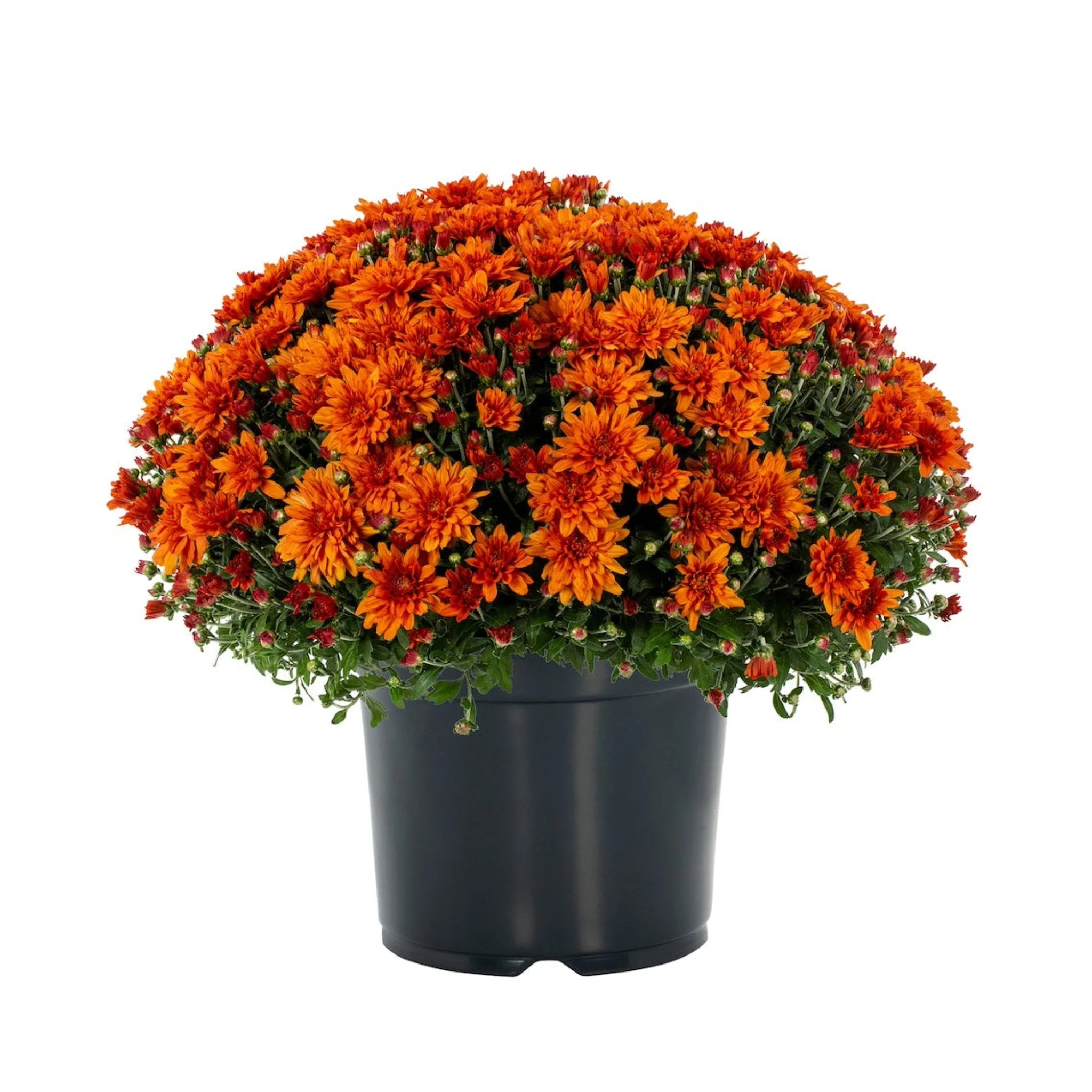 Garden Mums - Image 2