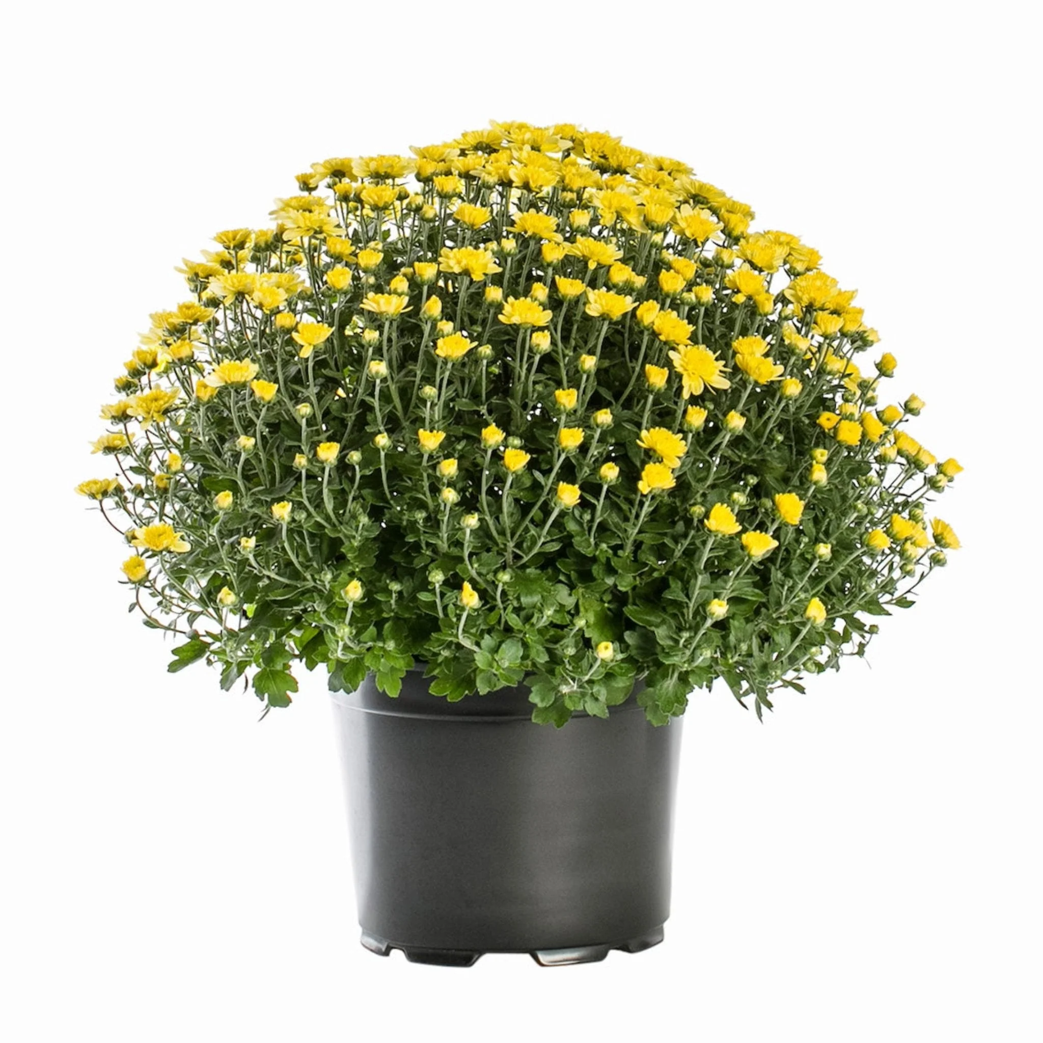 Garden Mums - Image 3