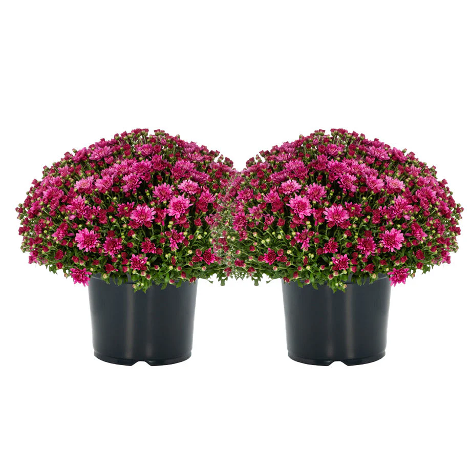 Garden Mums - Image 4