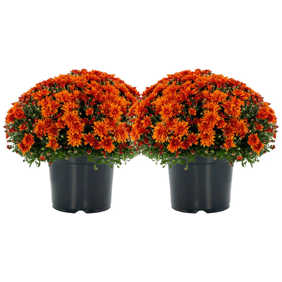 Garden Mums - Image 5
