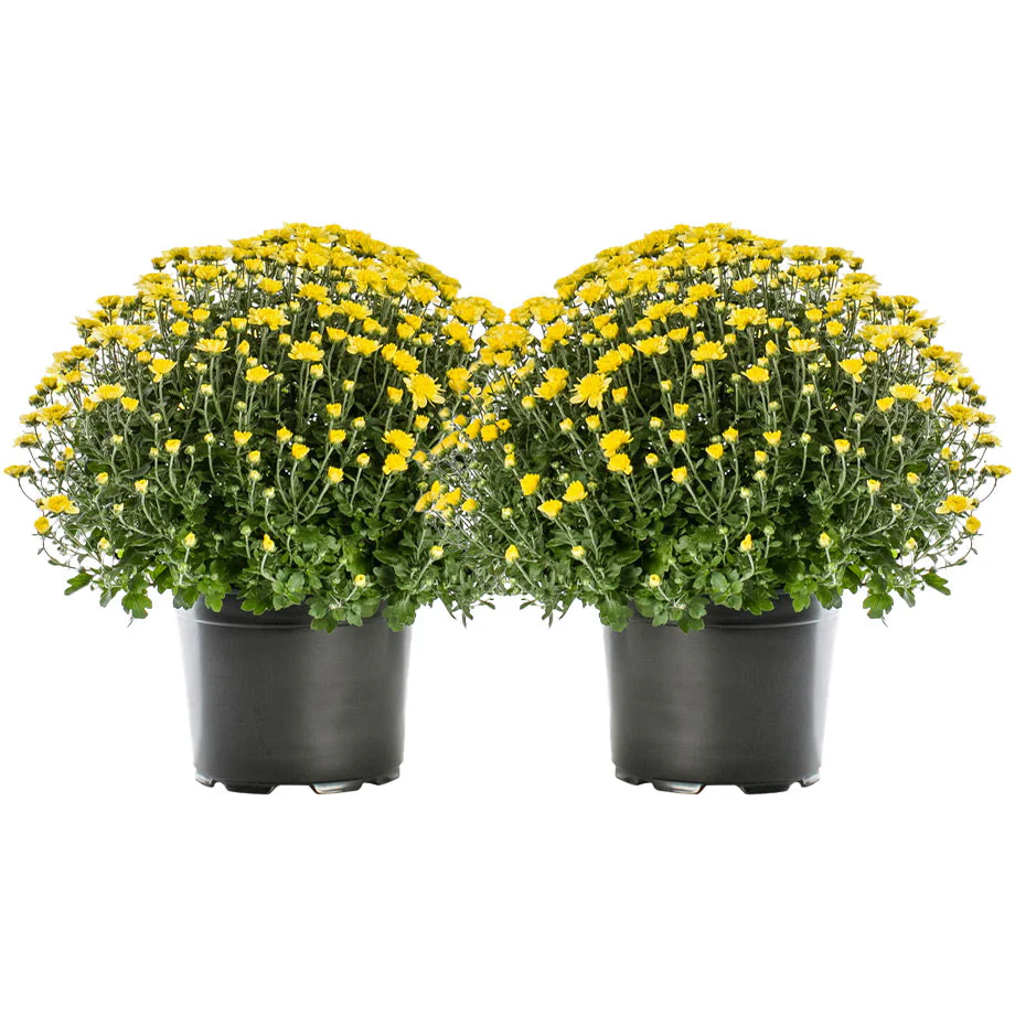 Garden Mums - Image 6