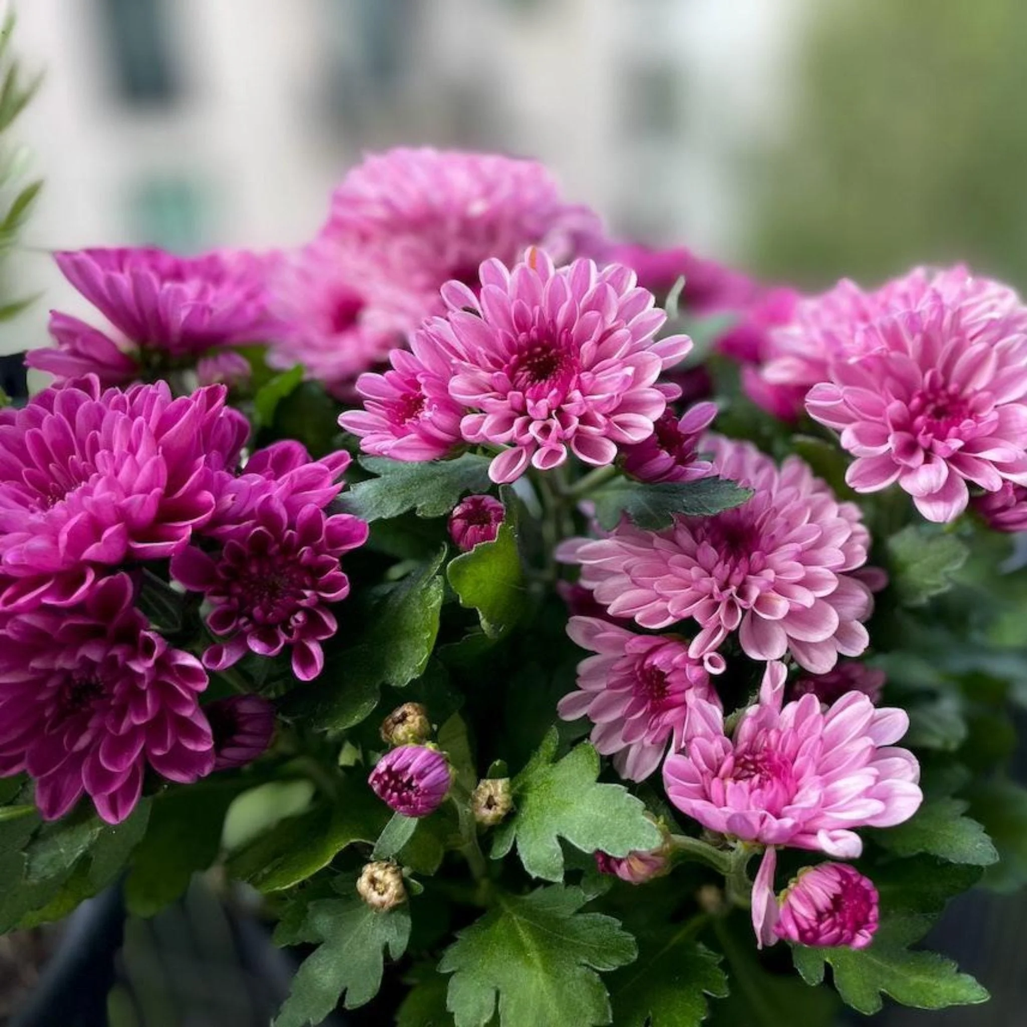 Garden Mums - Image 7