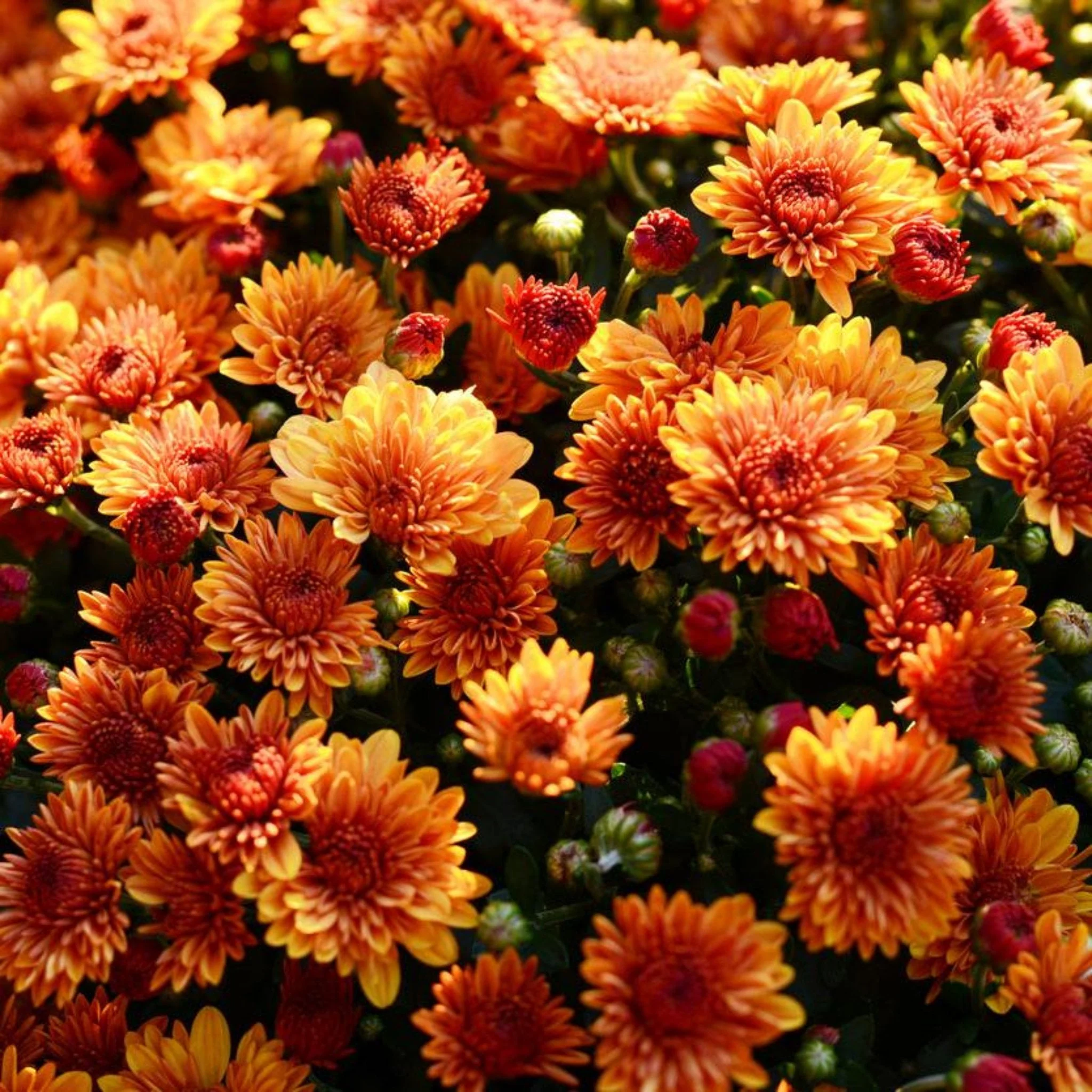 Garden Mums - Image 8