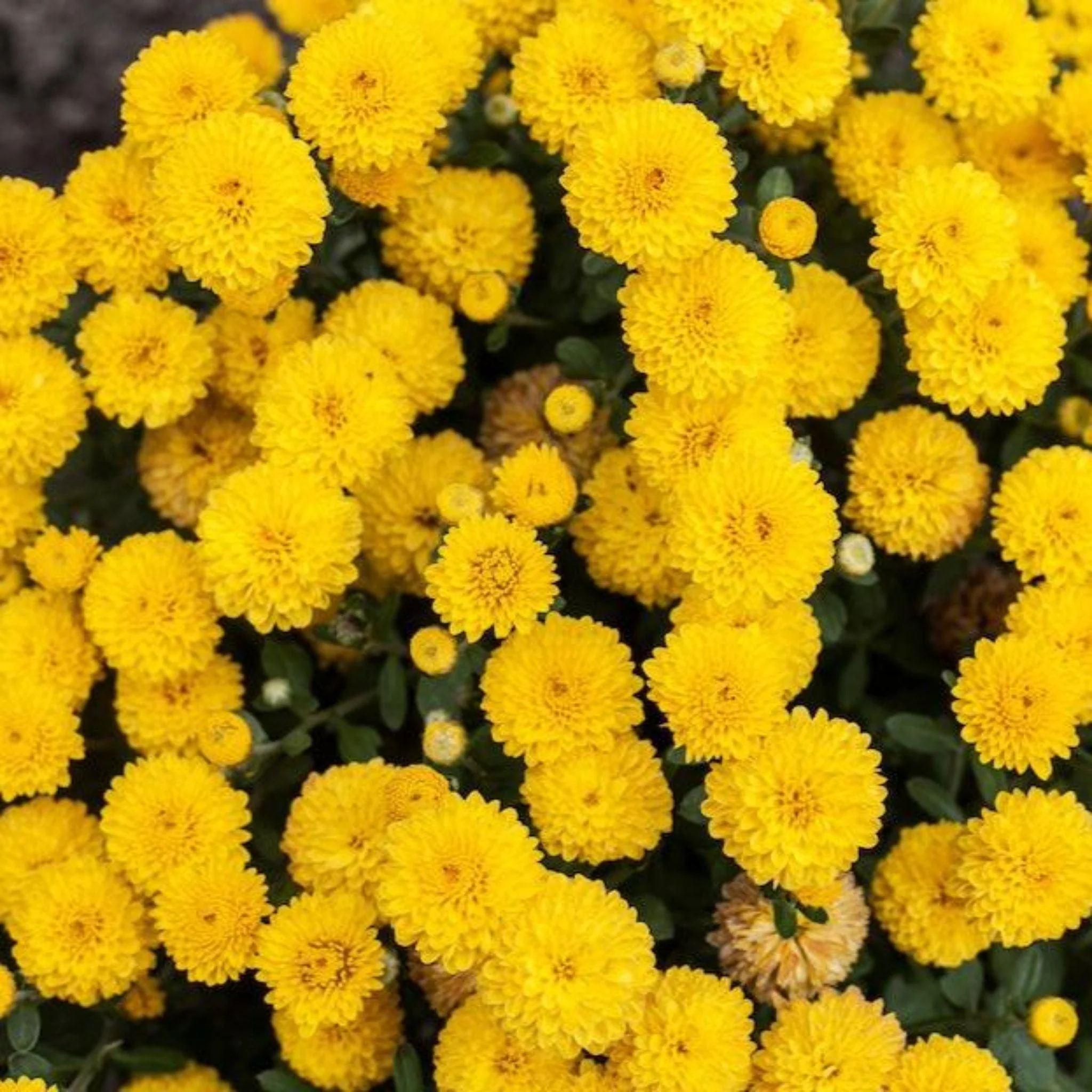 Garden Mums - Image 9