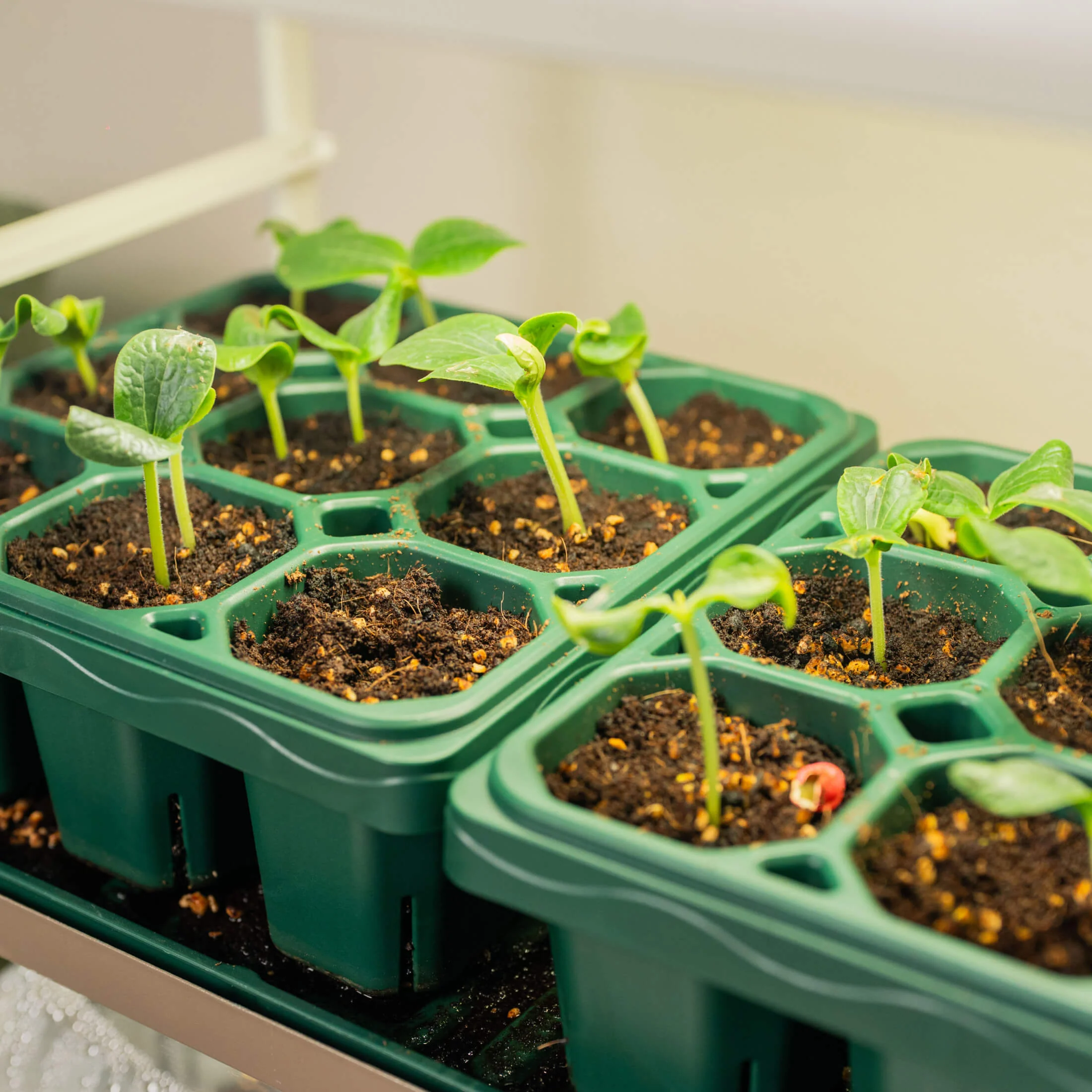 Giga Seed Starting Bundle - 25 cm × 50 cm - Image 6