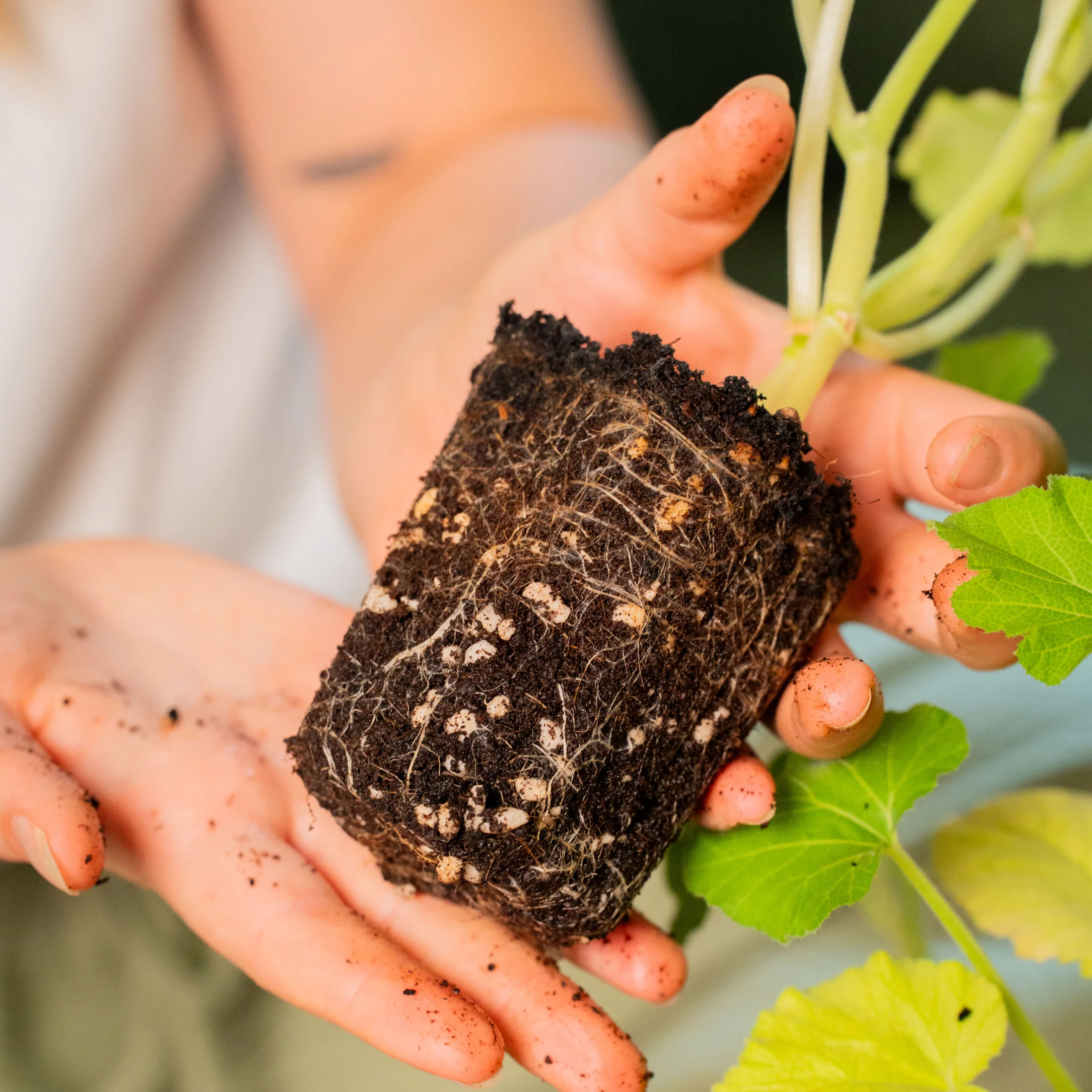 Giga Seedling Tray - 10" x 10" - Image 10