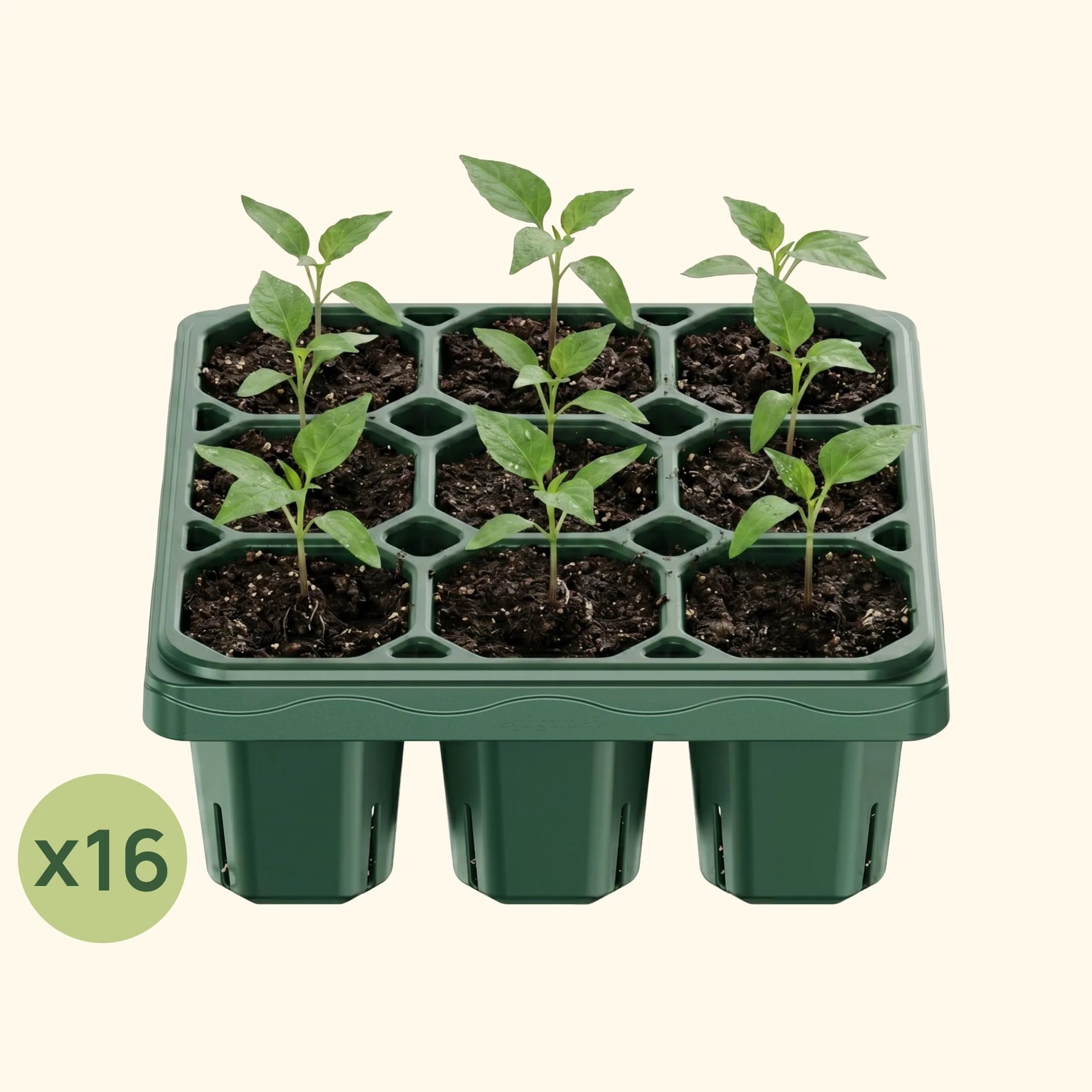 Giga Seedling Tray - 10" x 10" - Image 14