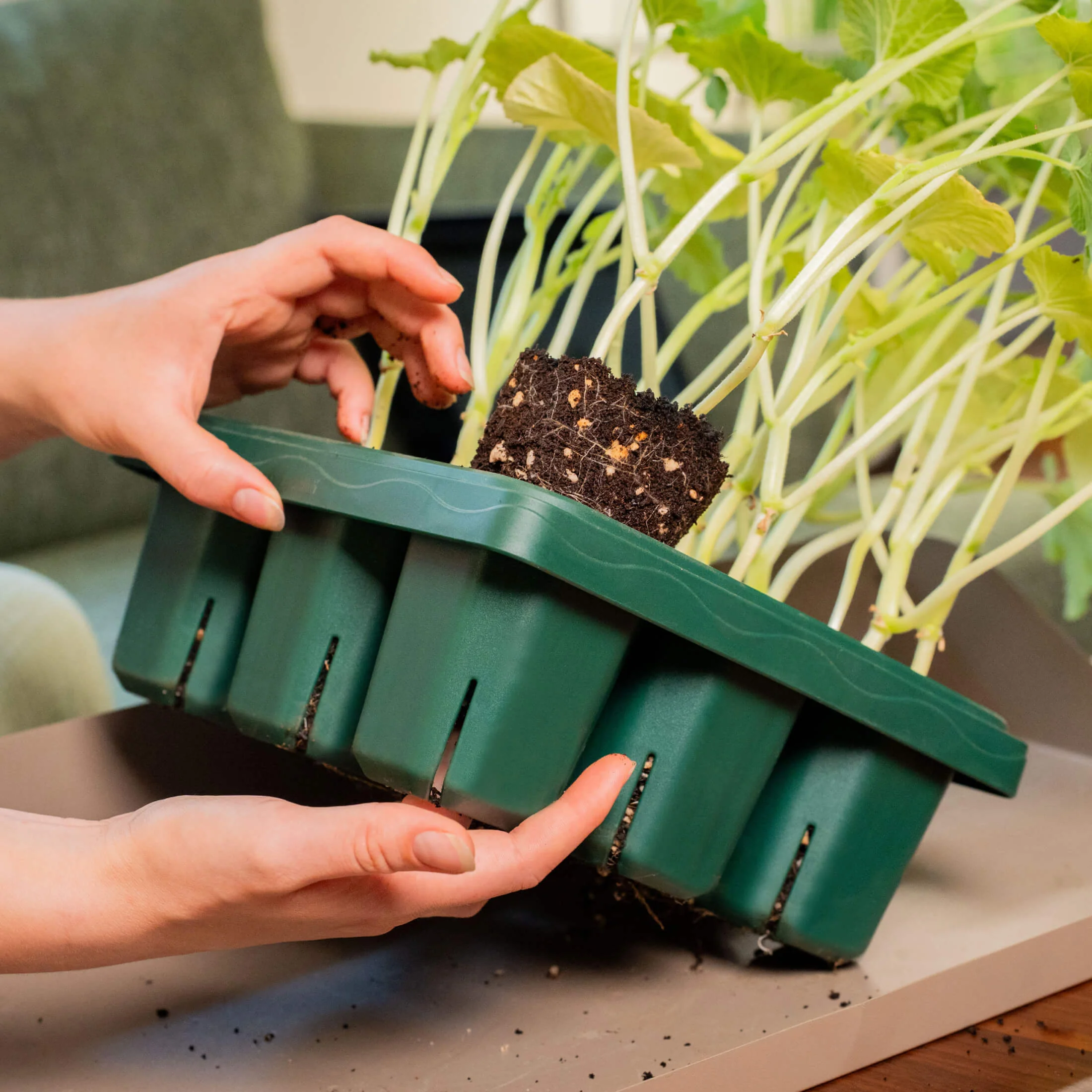 Giga Seedling Tray - 10" x 10" - Image 7
