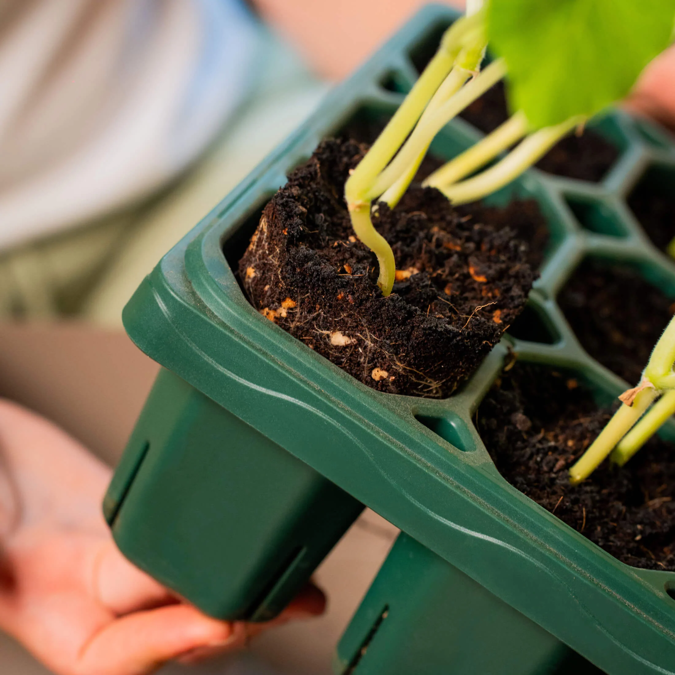 Giga Seedling Tray - 10" x 10" - Image 8