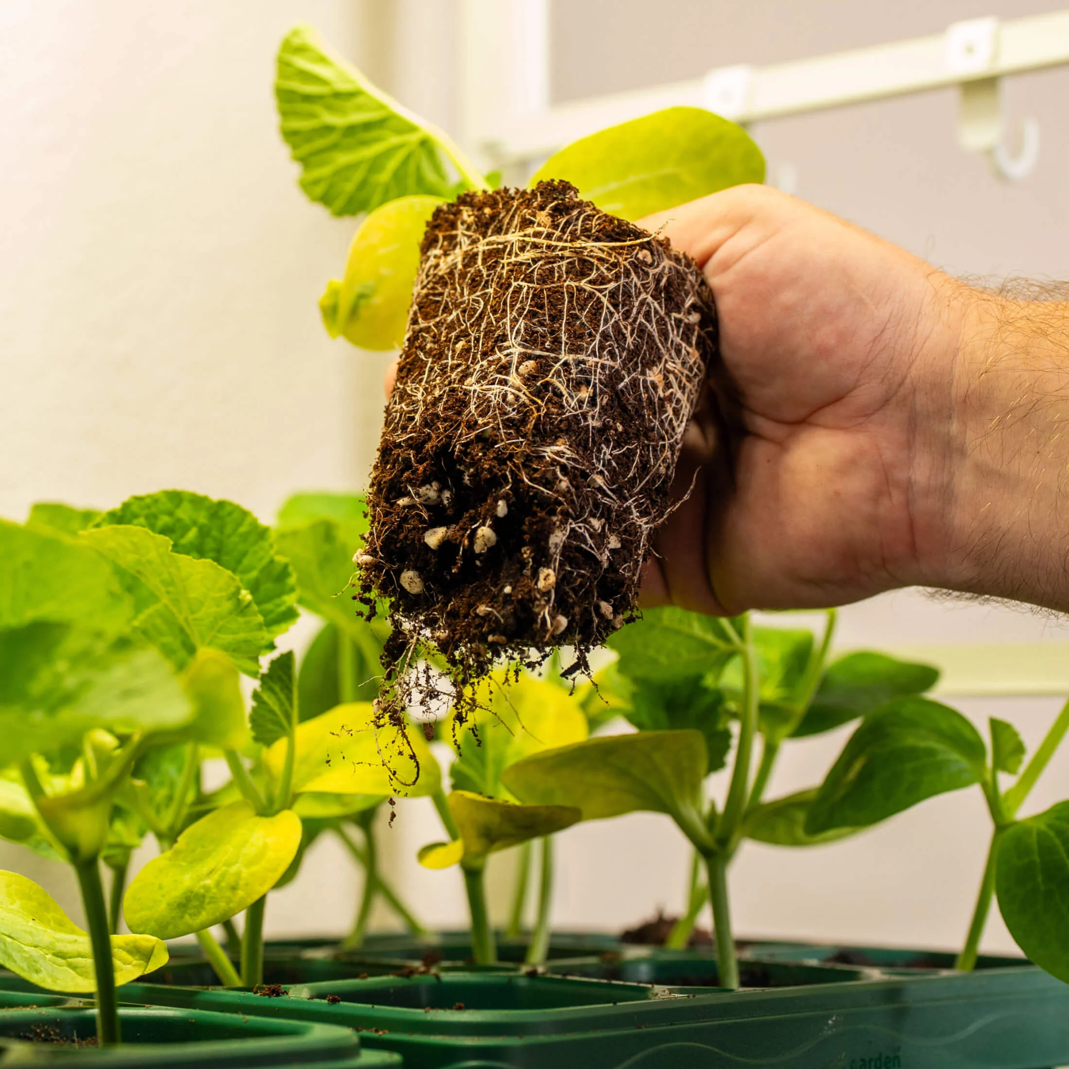 Giga Seedling Tray - 10" x 10" - Image 9
