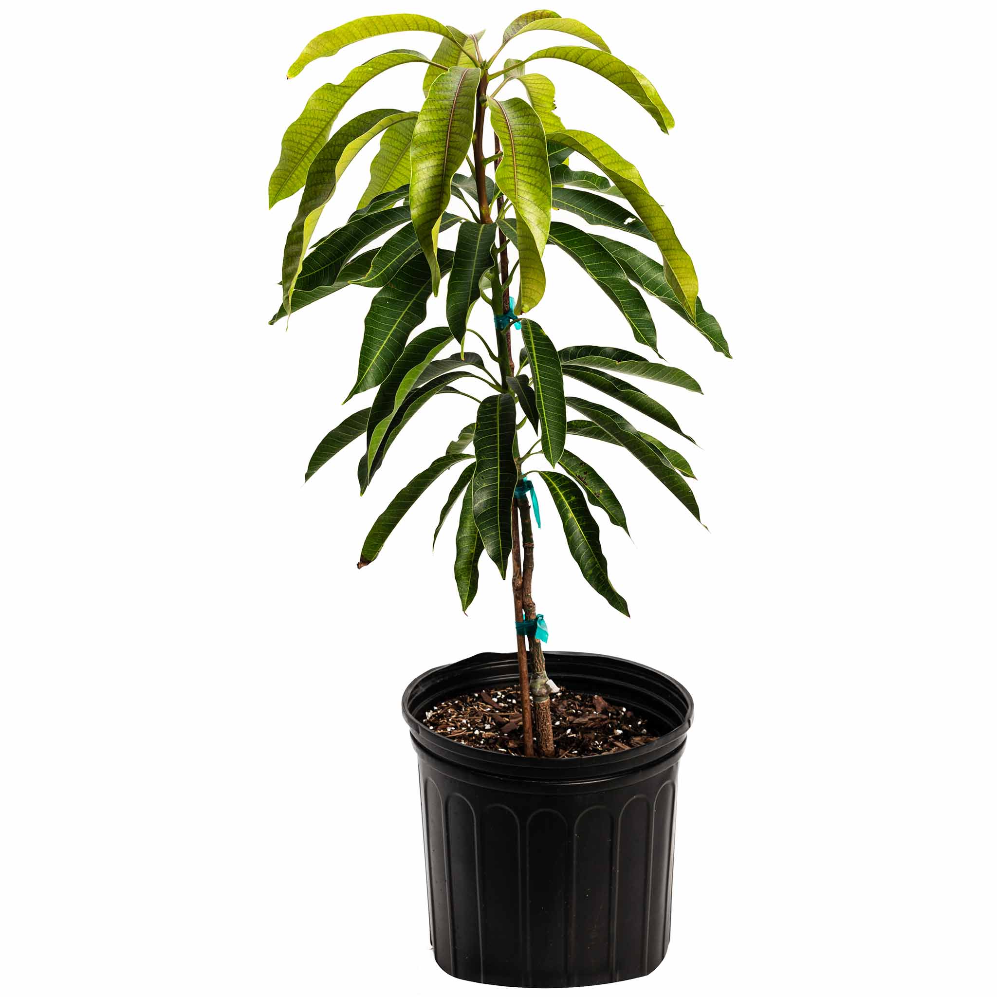 Glenn Mango Tree - Image 4