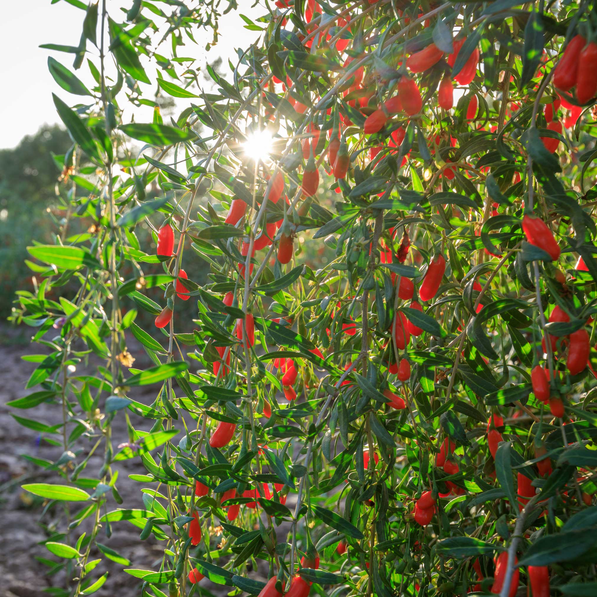 Goji Berry - Image 2