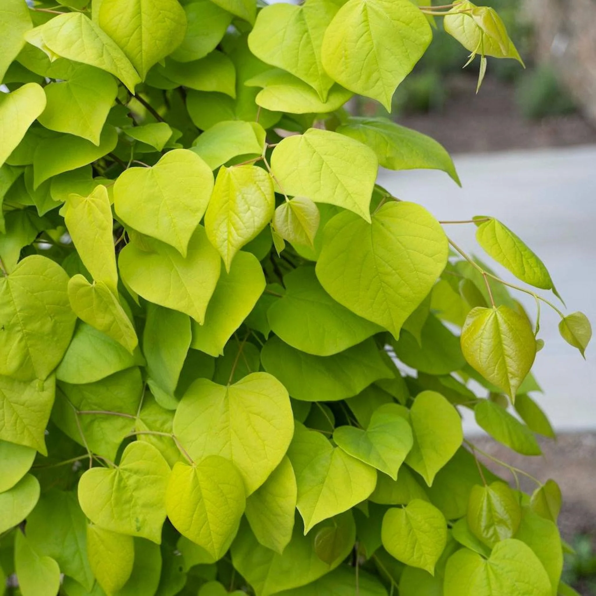 Golden Falls® Redbud Tree - Image 2