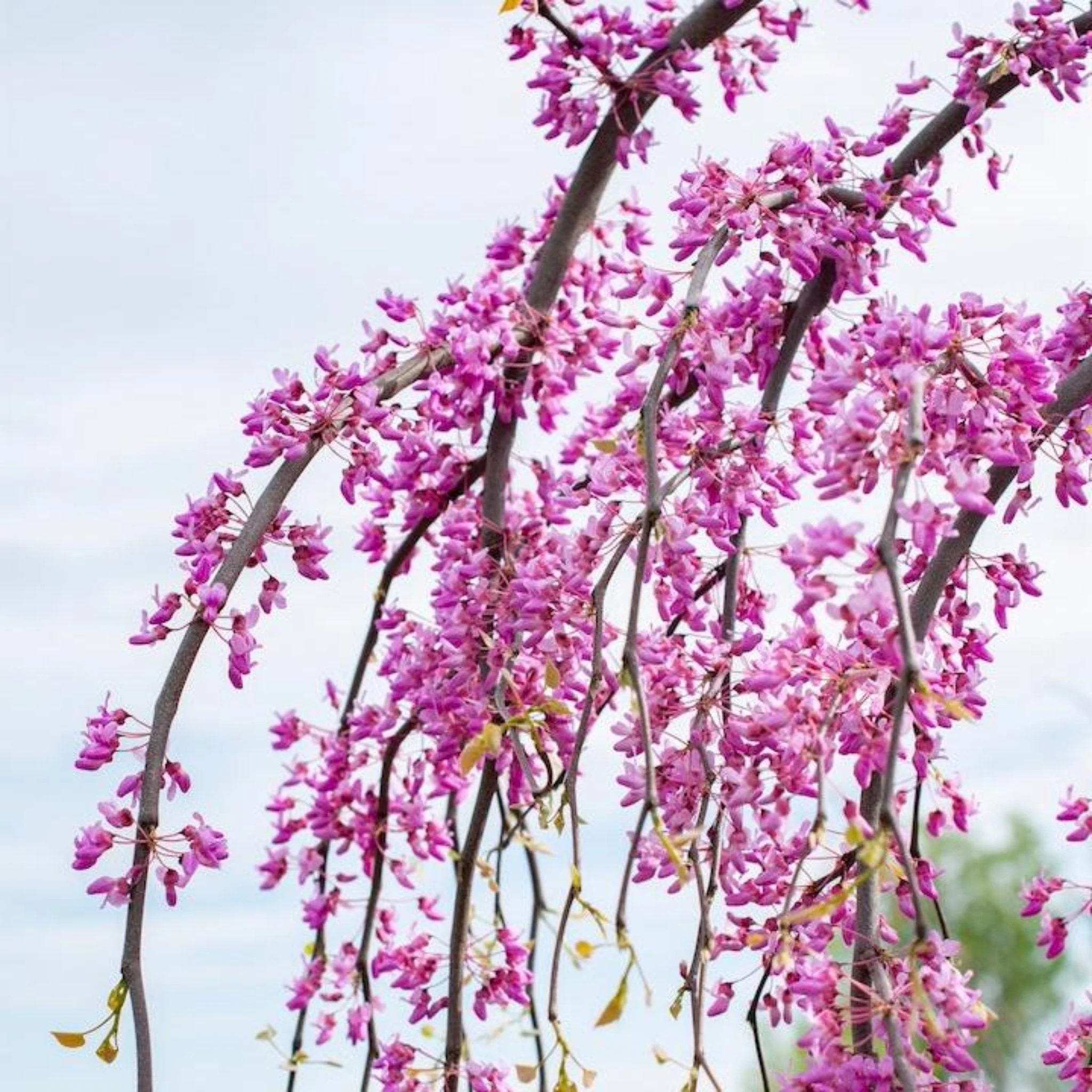 Golden Falls® Redbud Tree - Image 3
