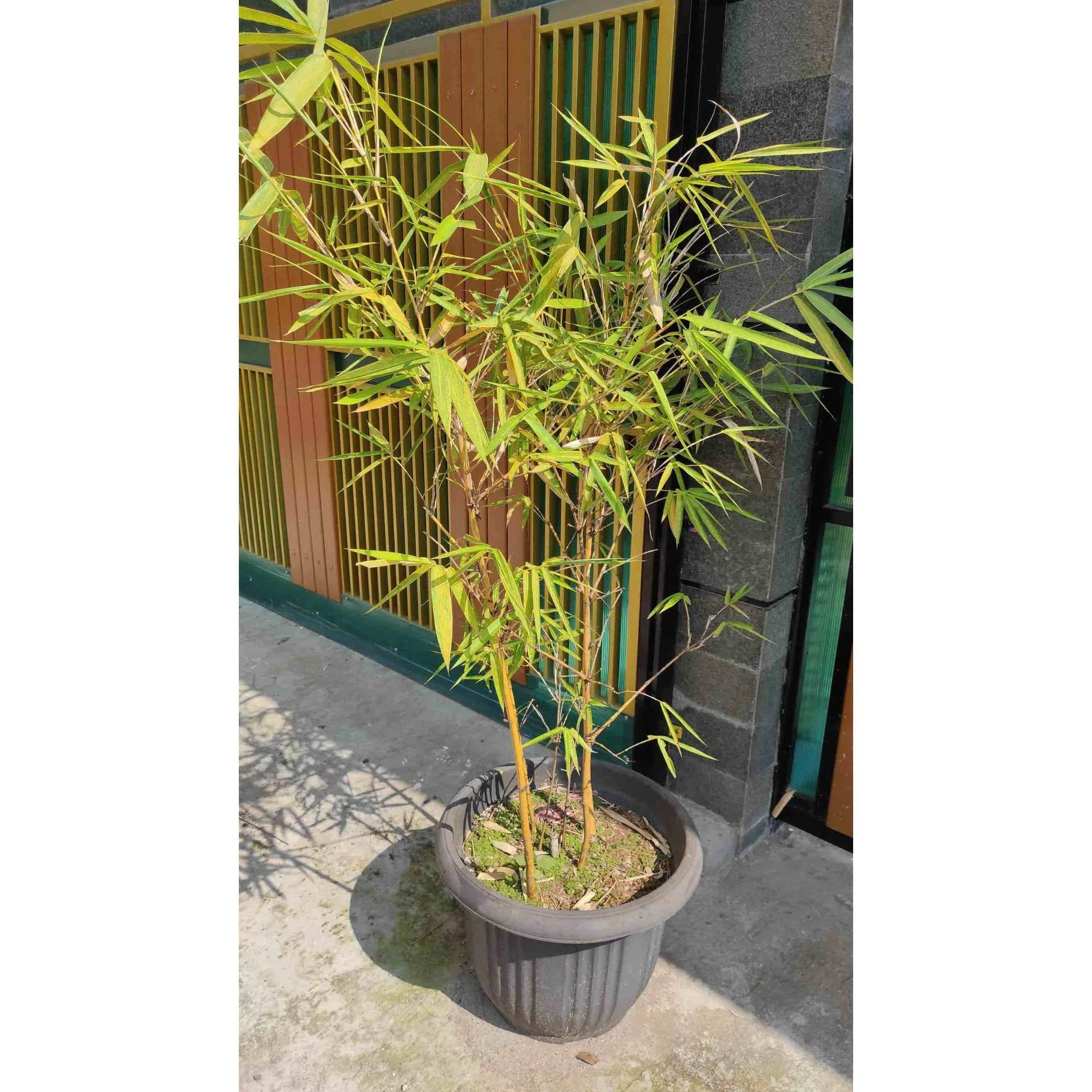 Golden Goddess Bamboo - Image 2