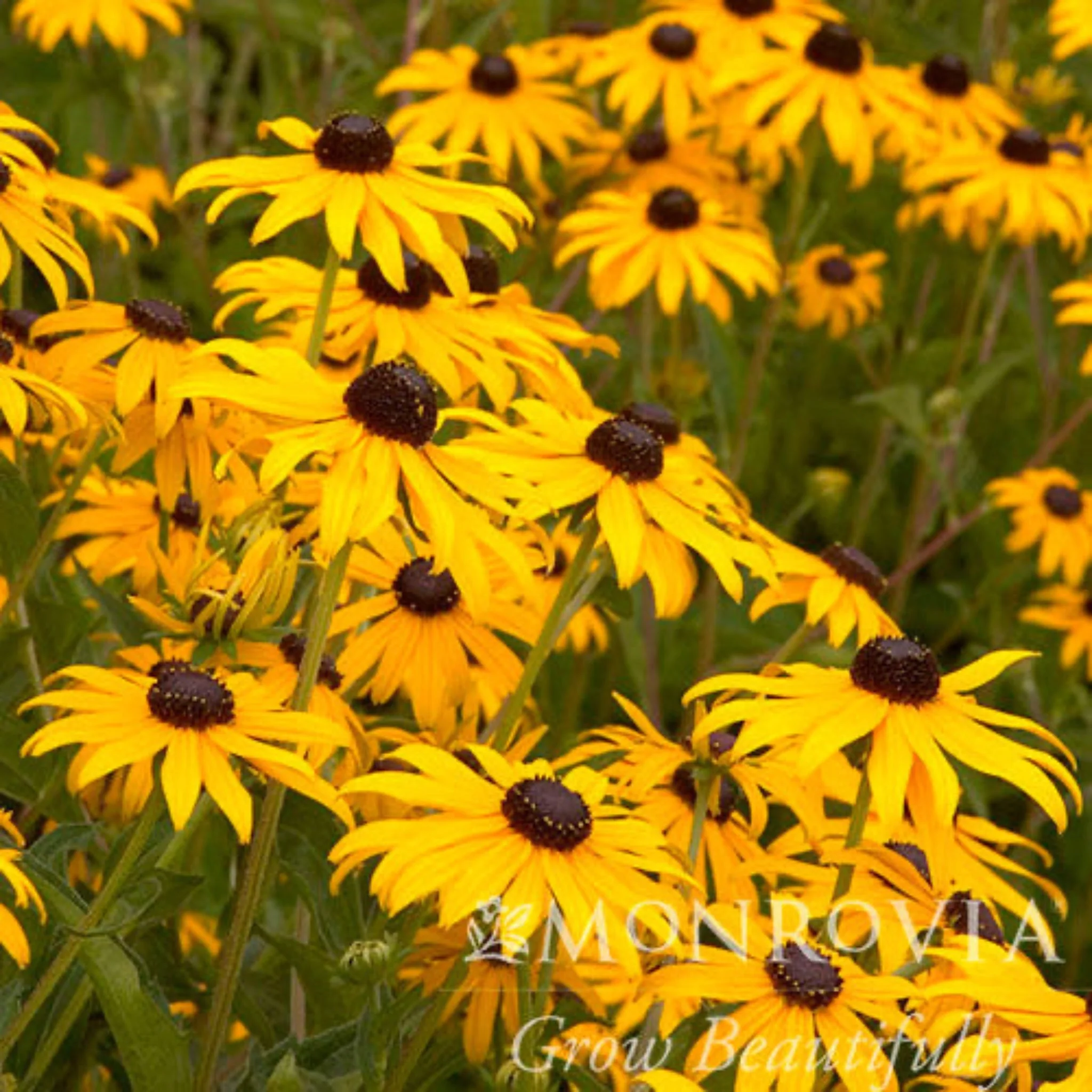 Goldsturm Black-Eyed Susan - Image 2