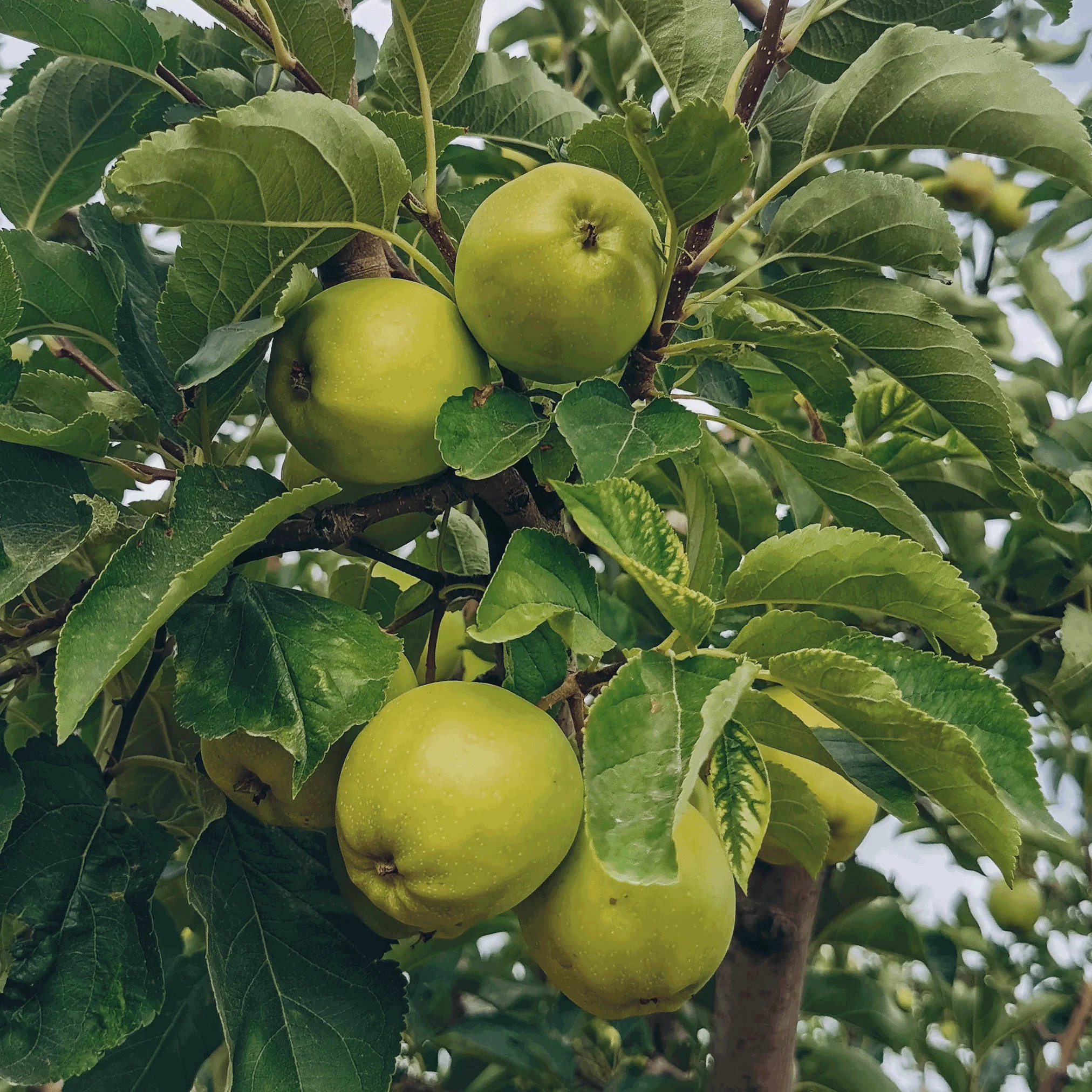 Granny Smith Apple Tree - Image 2