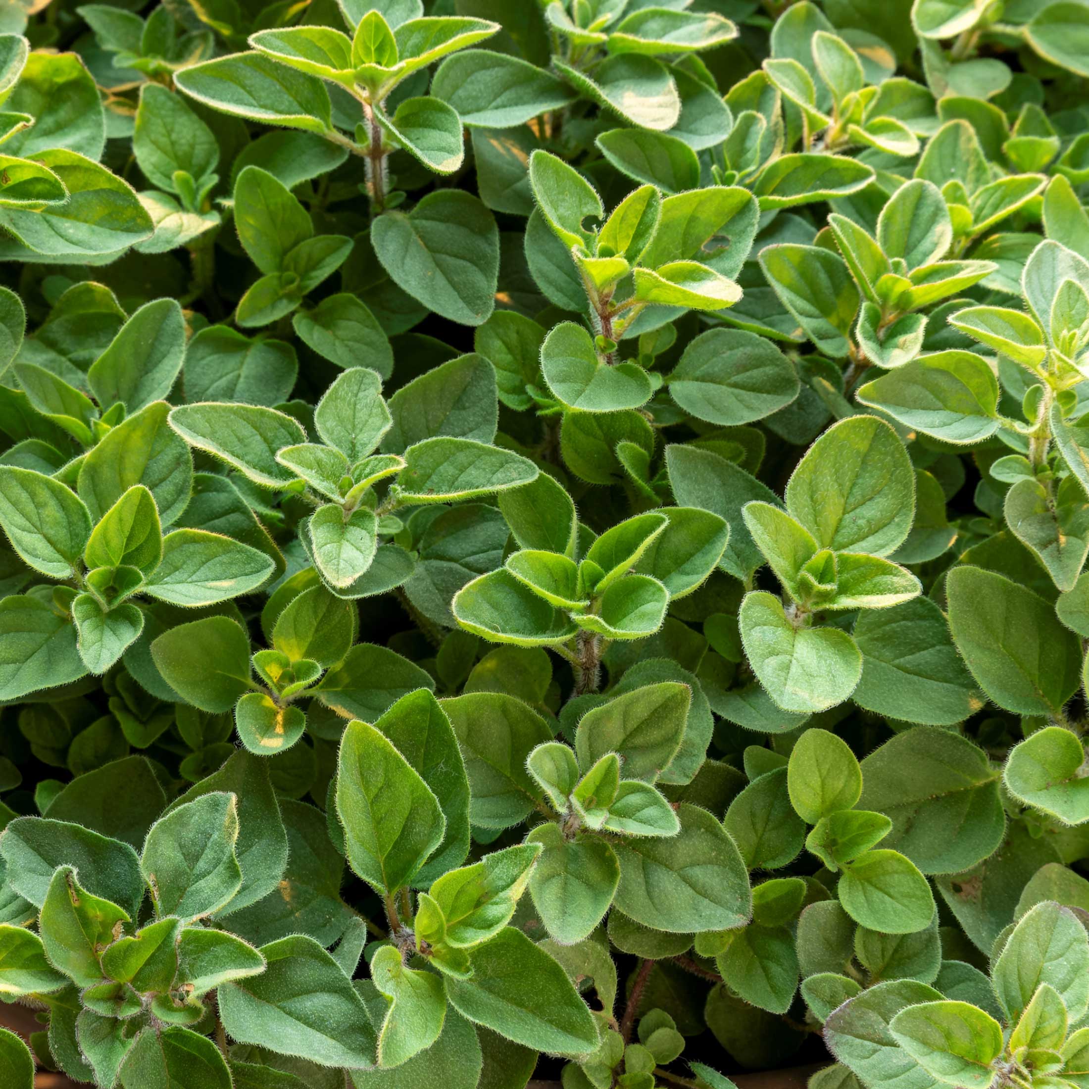 Greek Oregano Seedling - Image 5