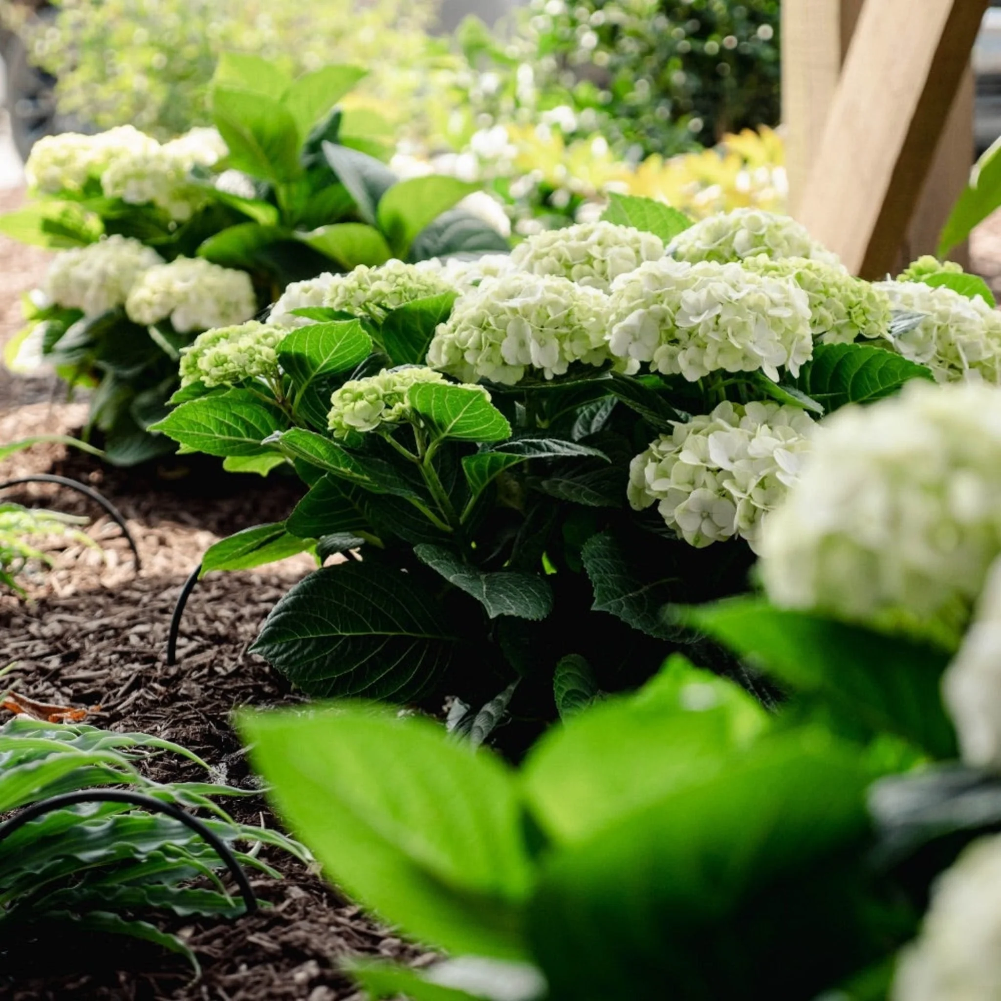 Grin and Tonic™ Reblooming Hydrangea - Image 2