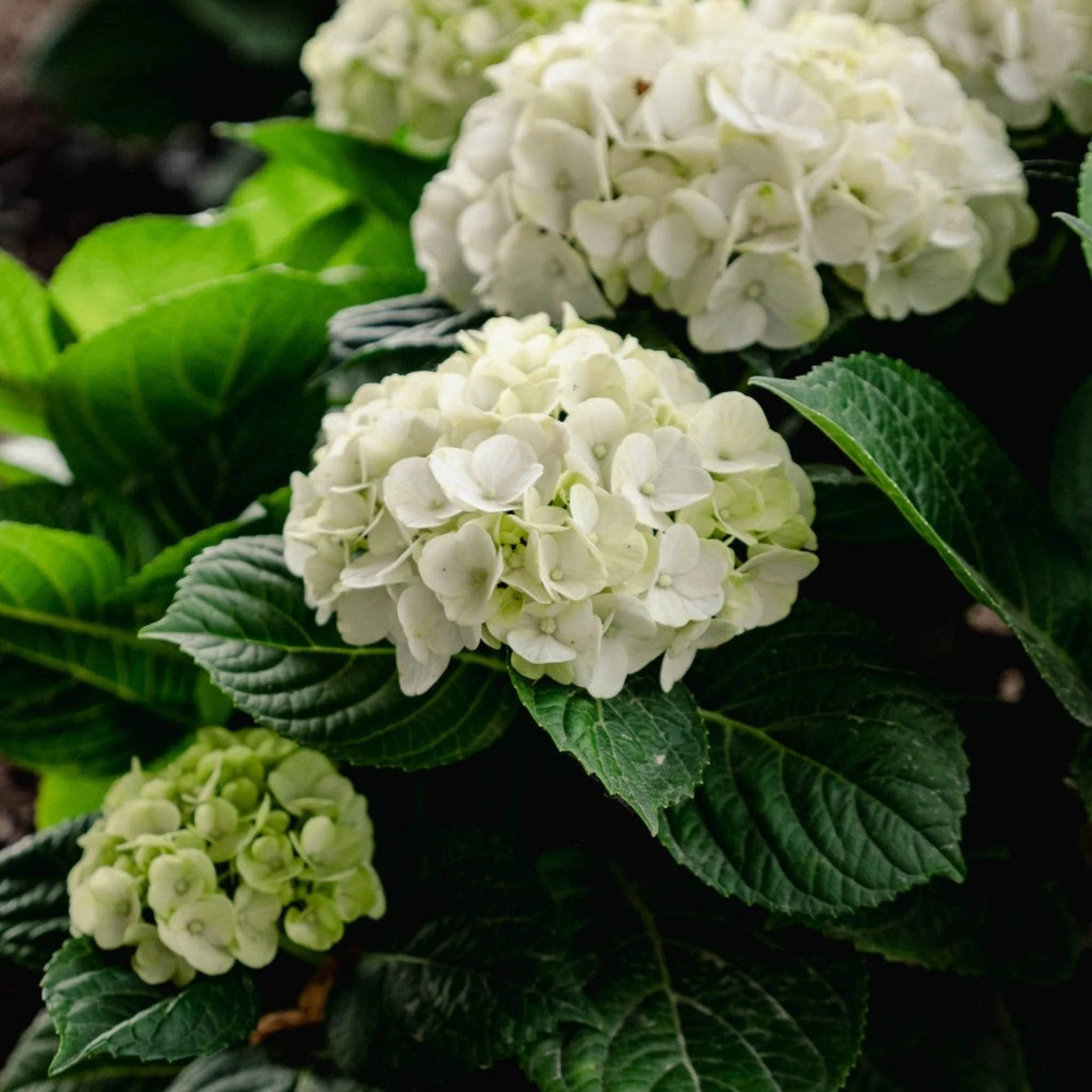 Grin and Tonic™ Reblooming Hydrangea - Image 3