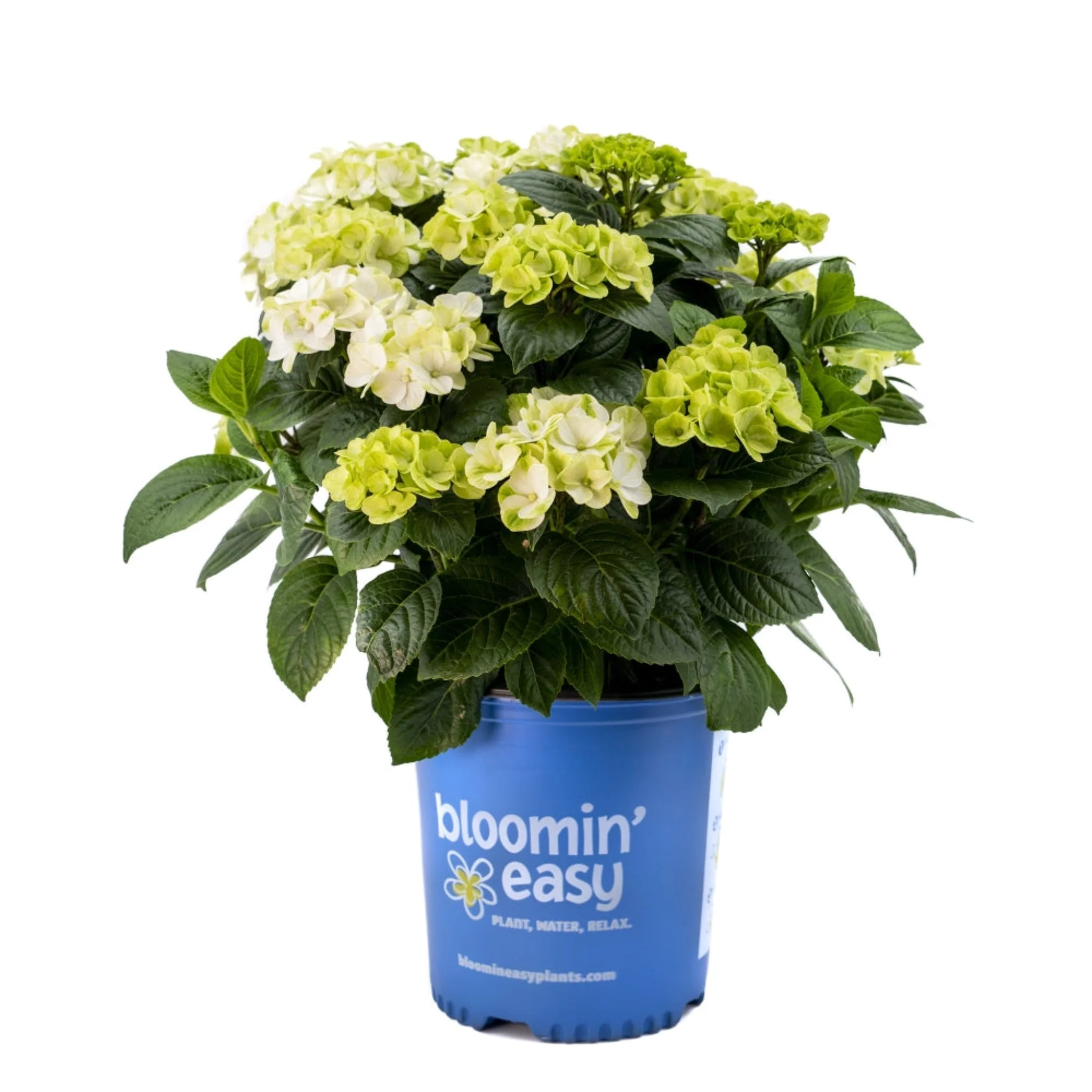 Grin and Tonic™ Reblooming Hydrangea - Image 4