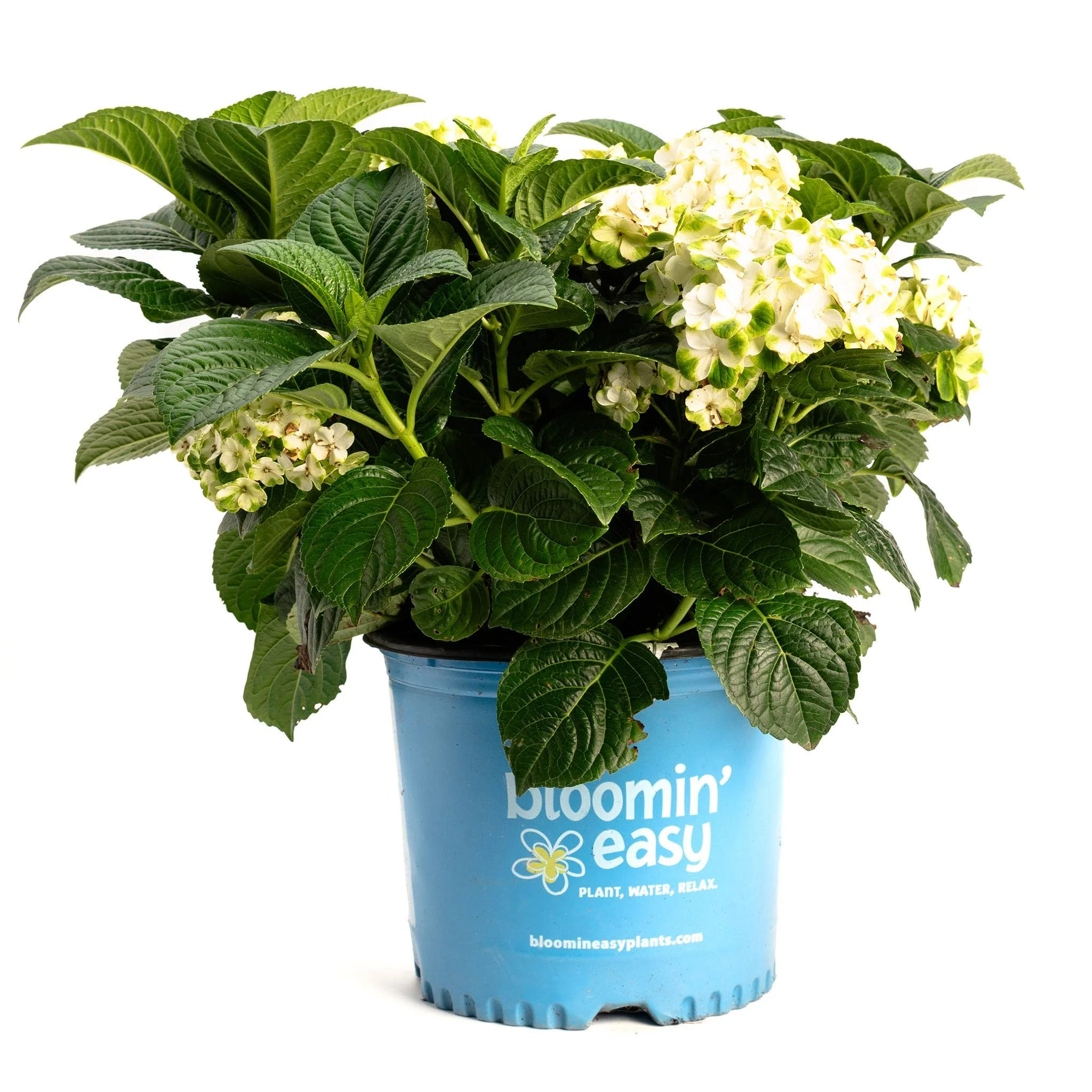 Grin and Tonic™ Reblooming Hydrangea - Image 5