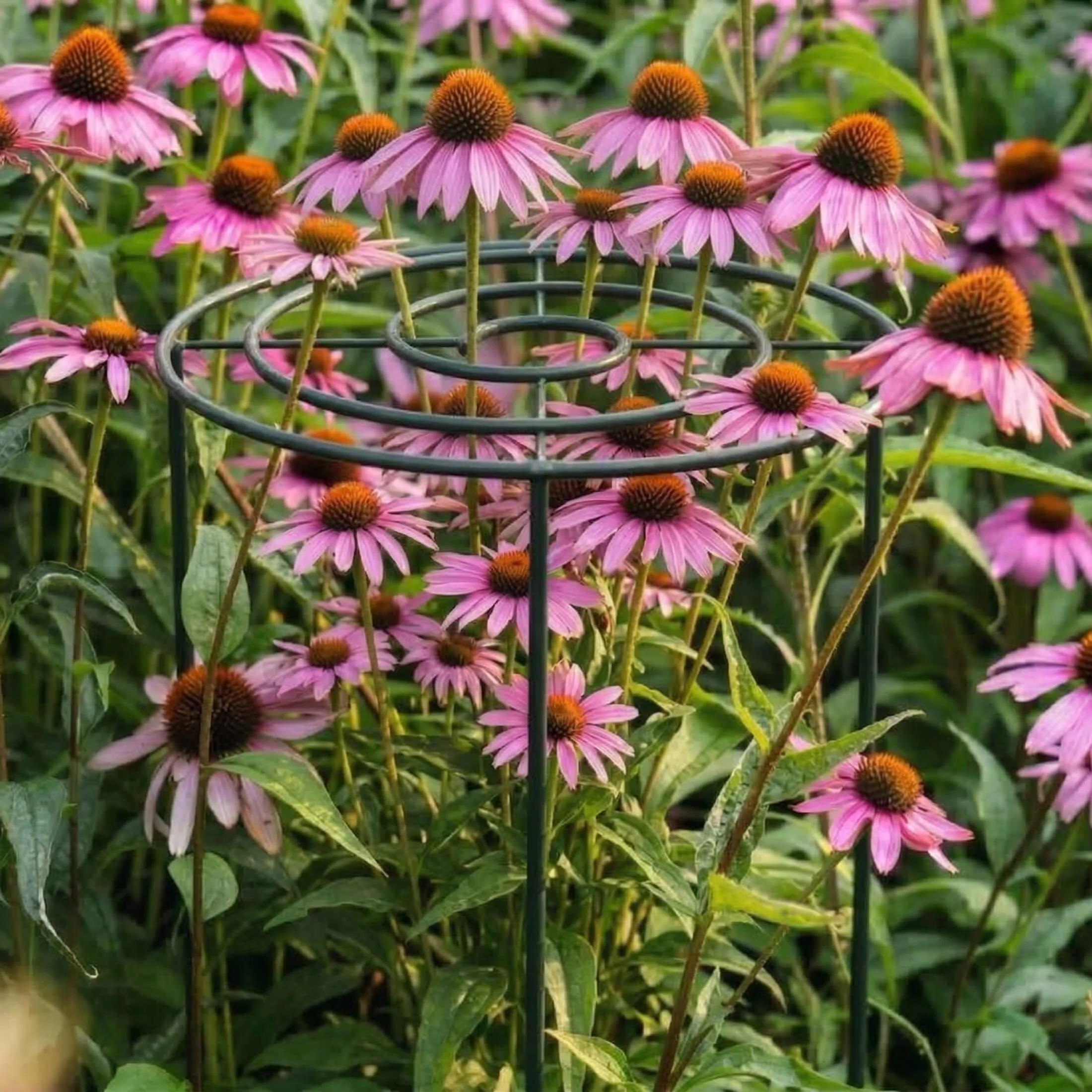Grow Through Support - Spiral - 3 Pack - Image 6