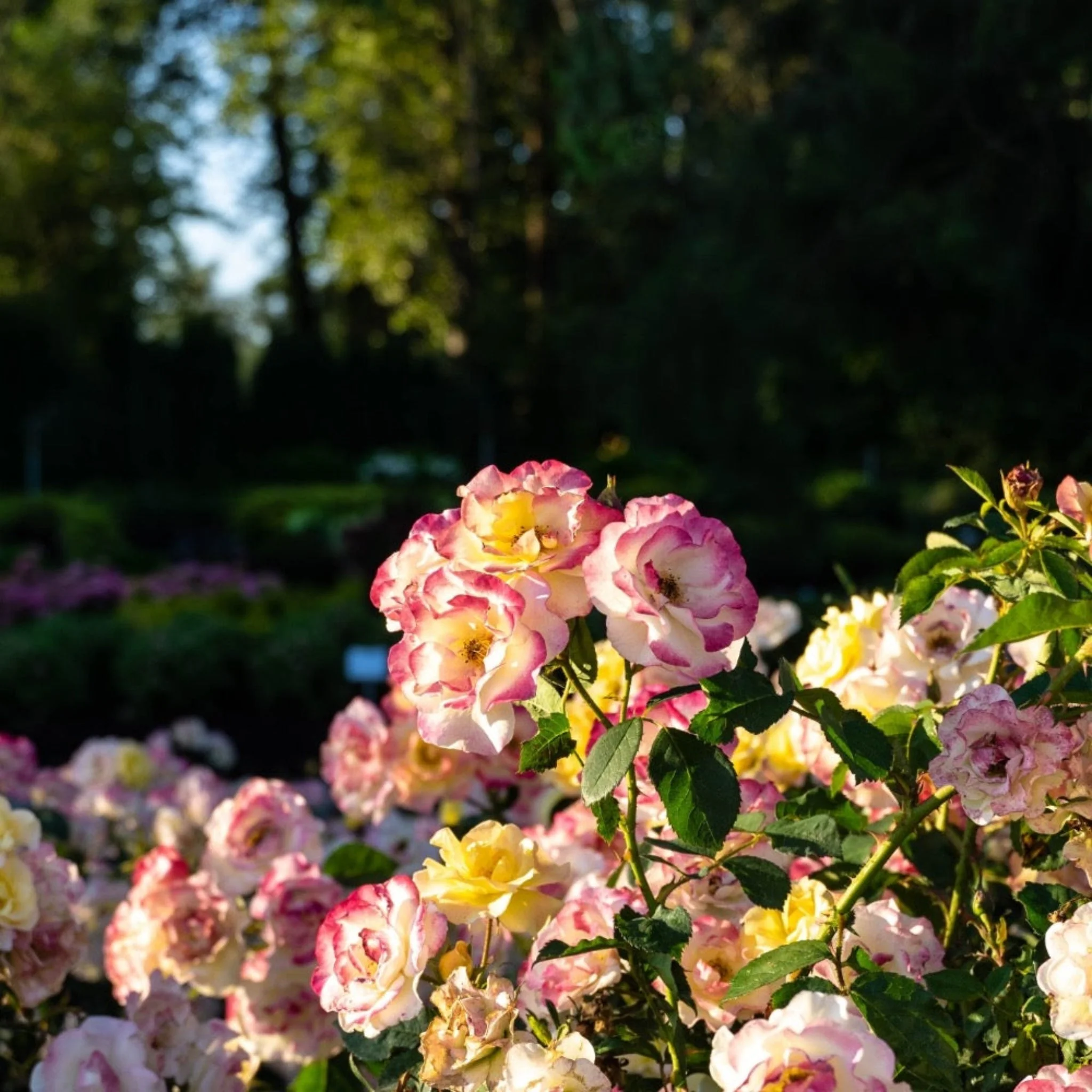 Gumball Goody™ Rose - Image 2