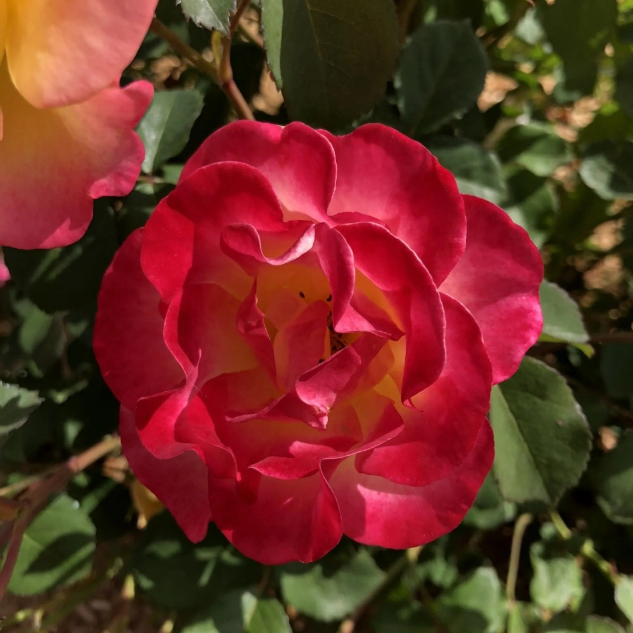 Gumball Goody™ Rose - Image 3