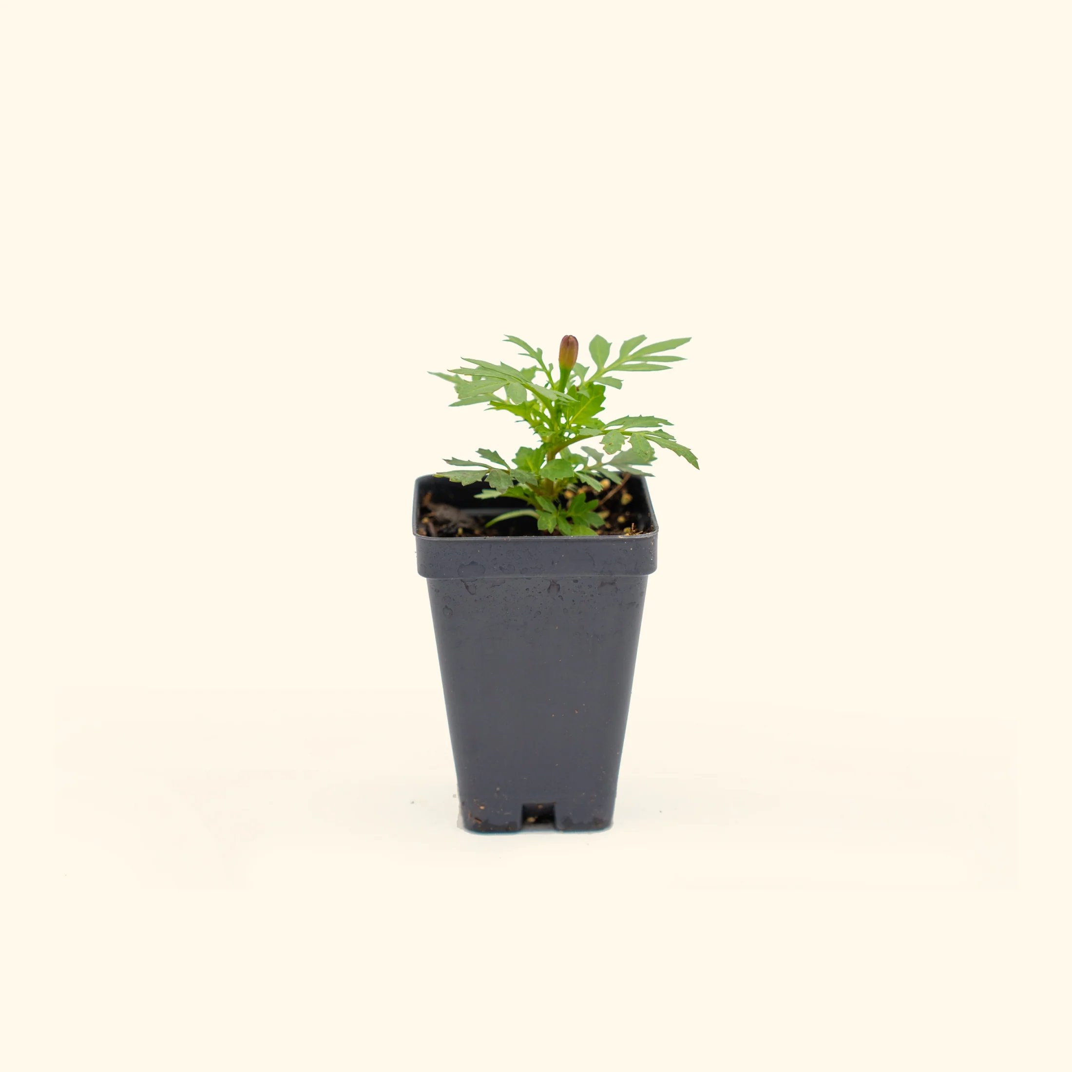 Happy™ Yellow French Marigold Seedling - Image 2