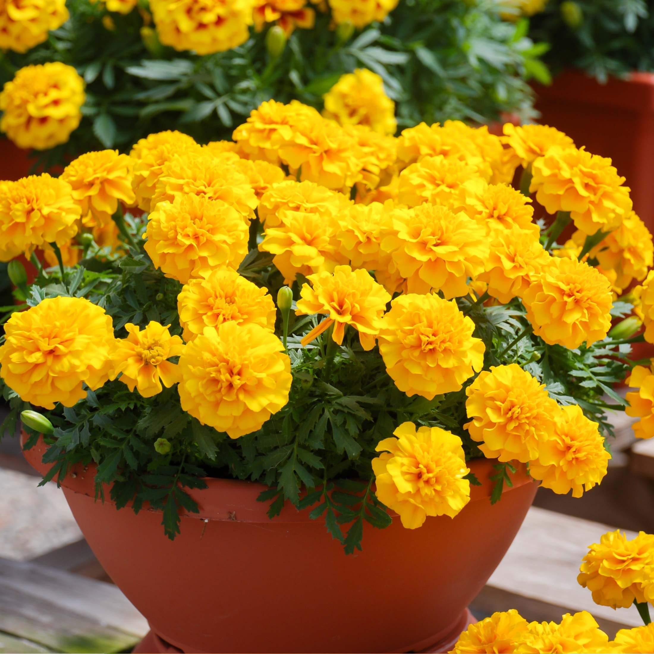 Happy™ Yellow French Marigold Seedling - Image 5
