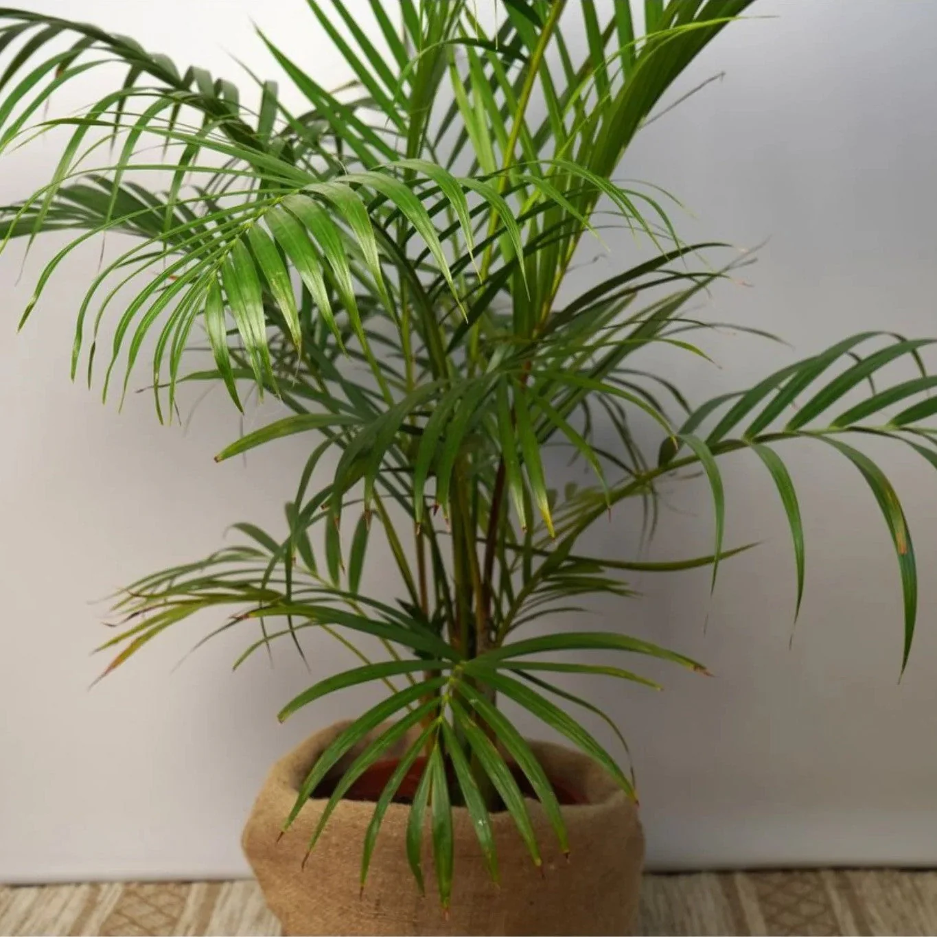 Hawaiian Kentia Palm - Image 2
