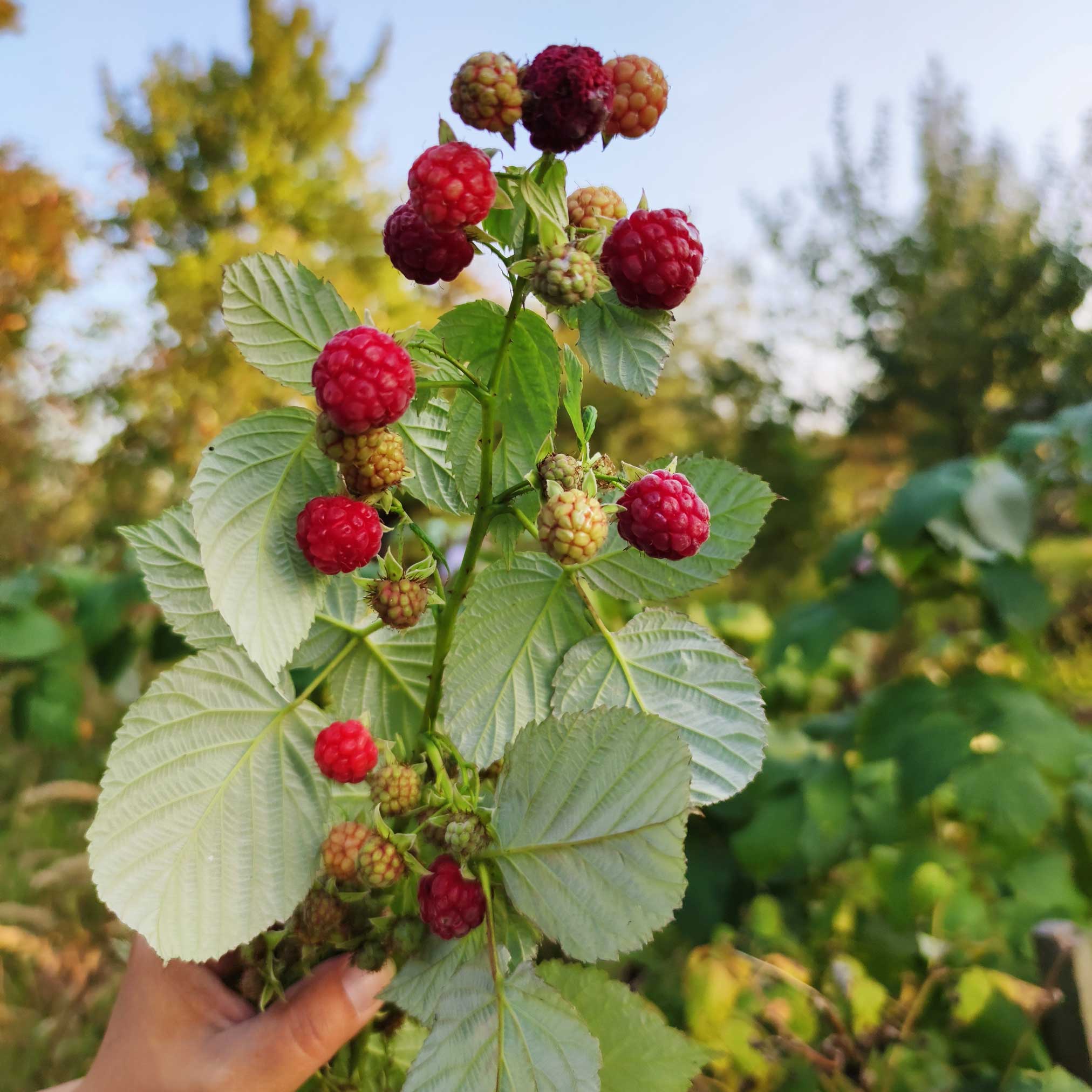 Heritage Raspberry - Image 3