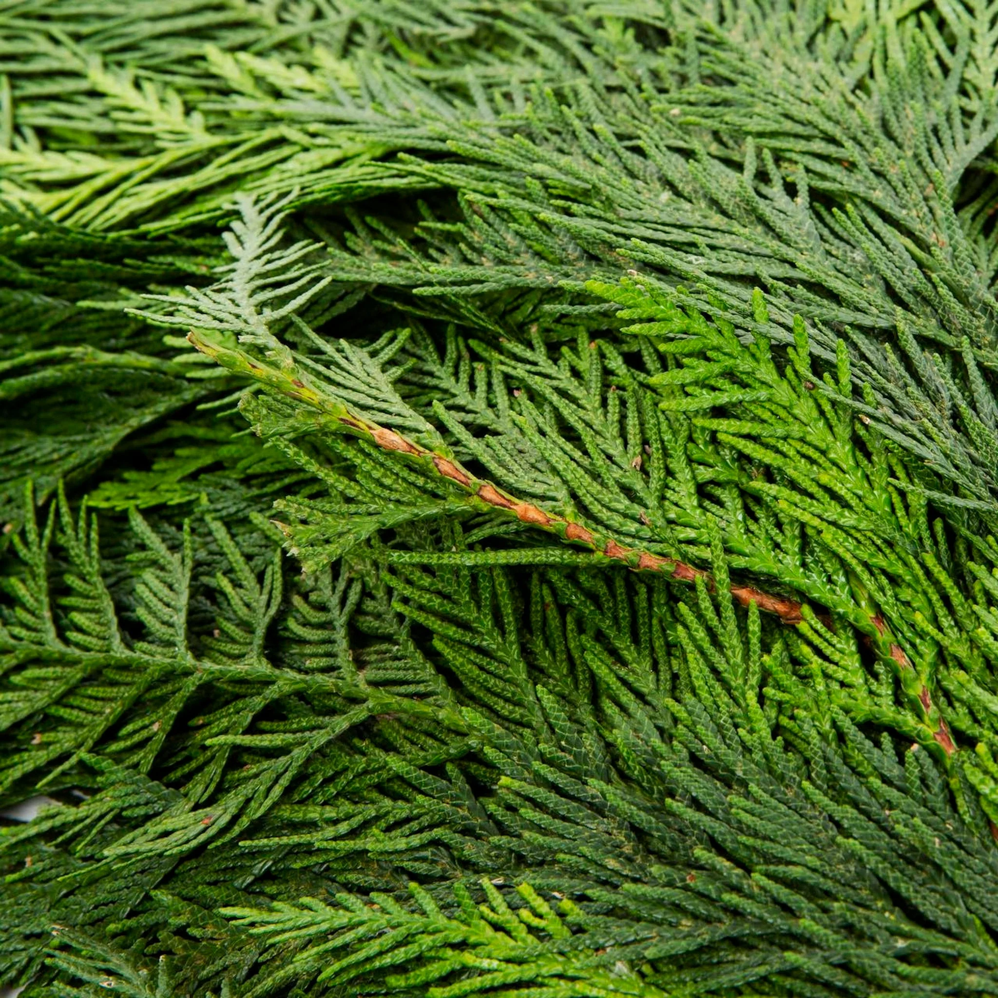 Holiday Bough Bundles - Image 2