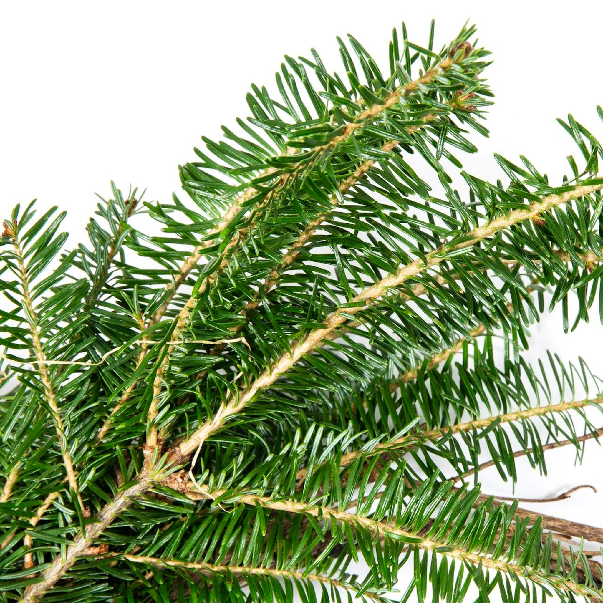Holiday Bough Bundles - Image 4