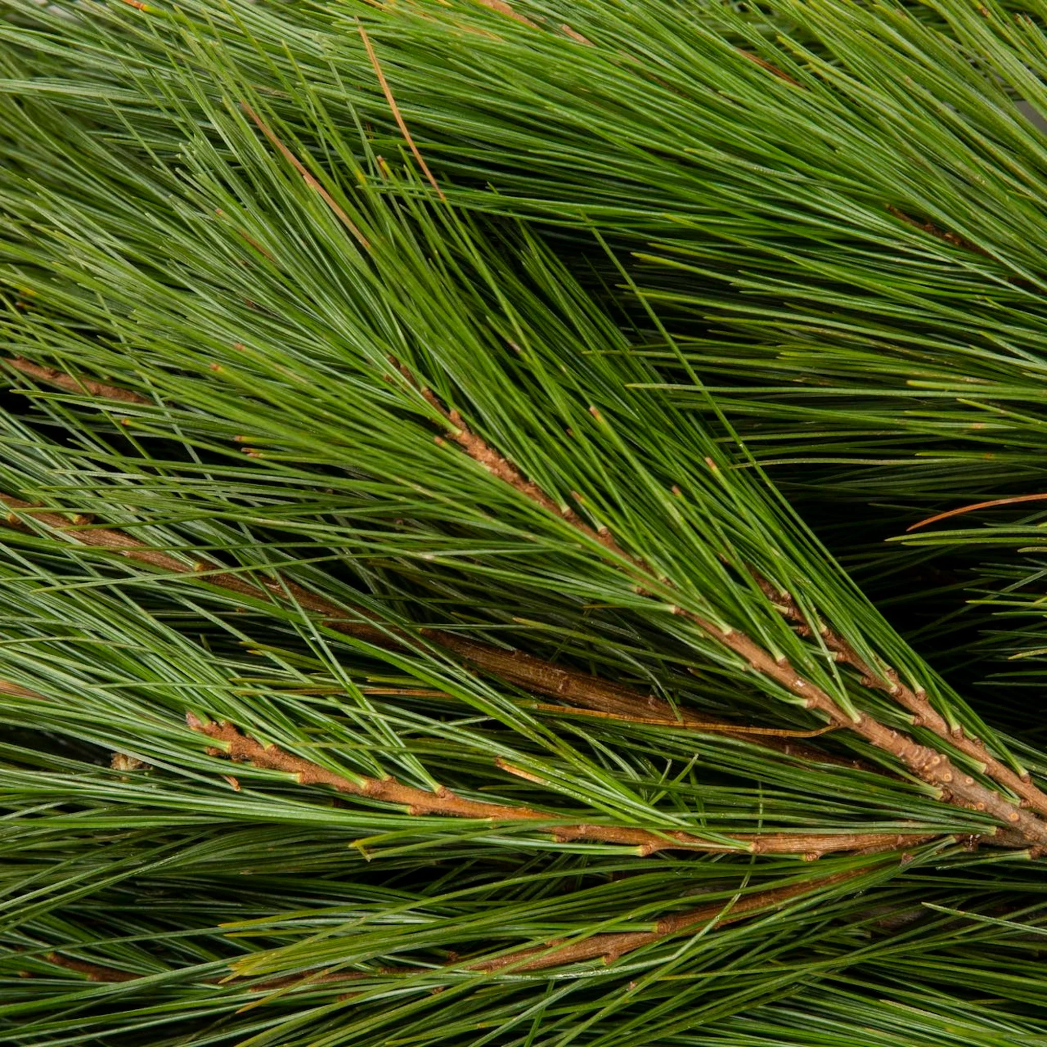 Holiday Bough Bundles - Image 6