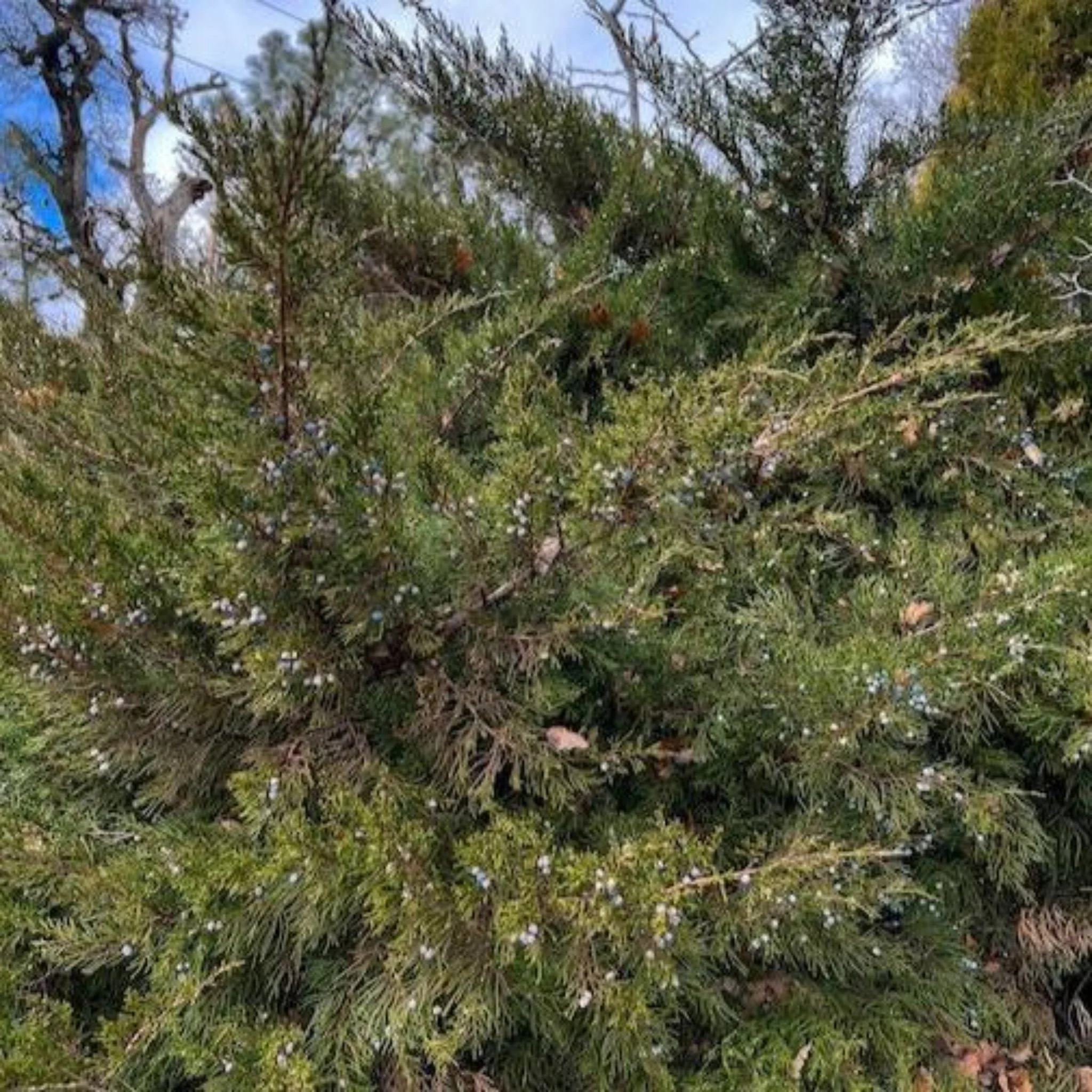 Hollywood Juniper Tree - Image 2