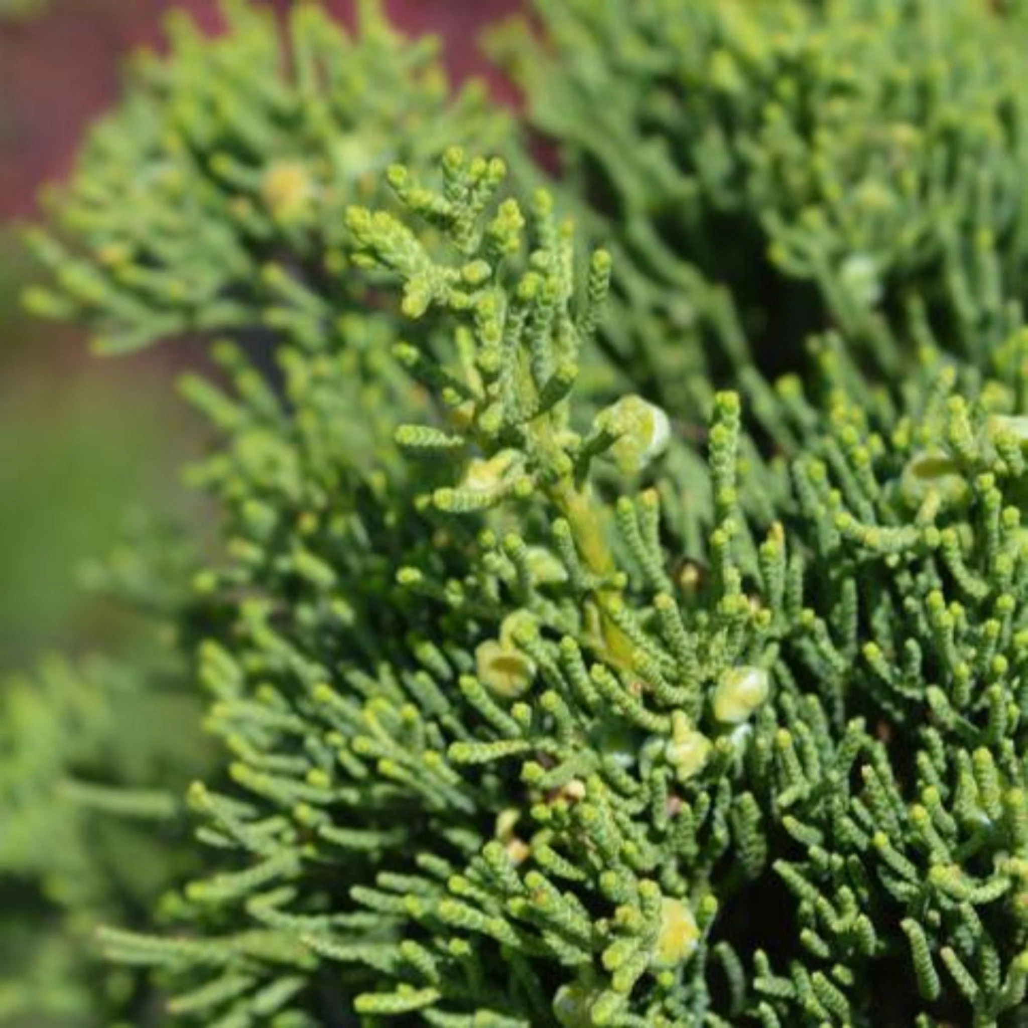 Hollywood Juniper Tree - Image 3