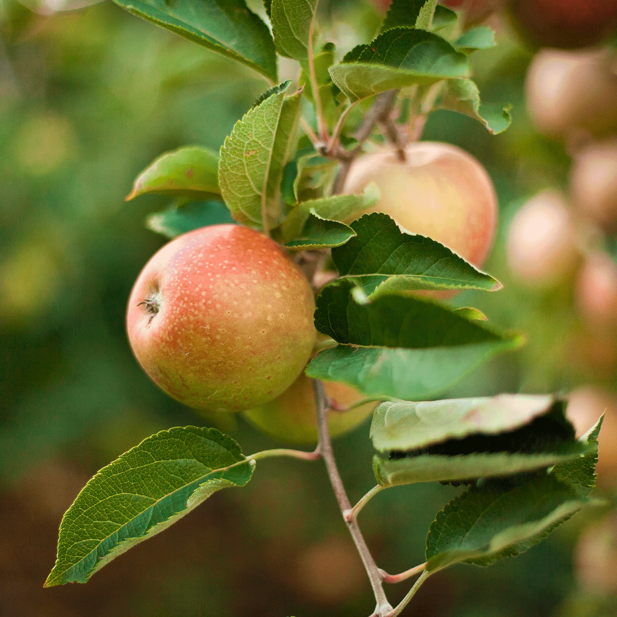 Honeycrisp™ Apple Tree - Image 2
