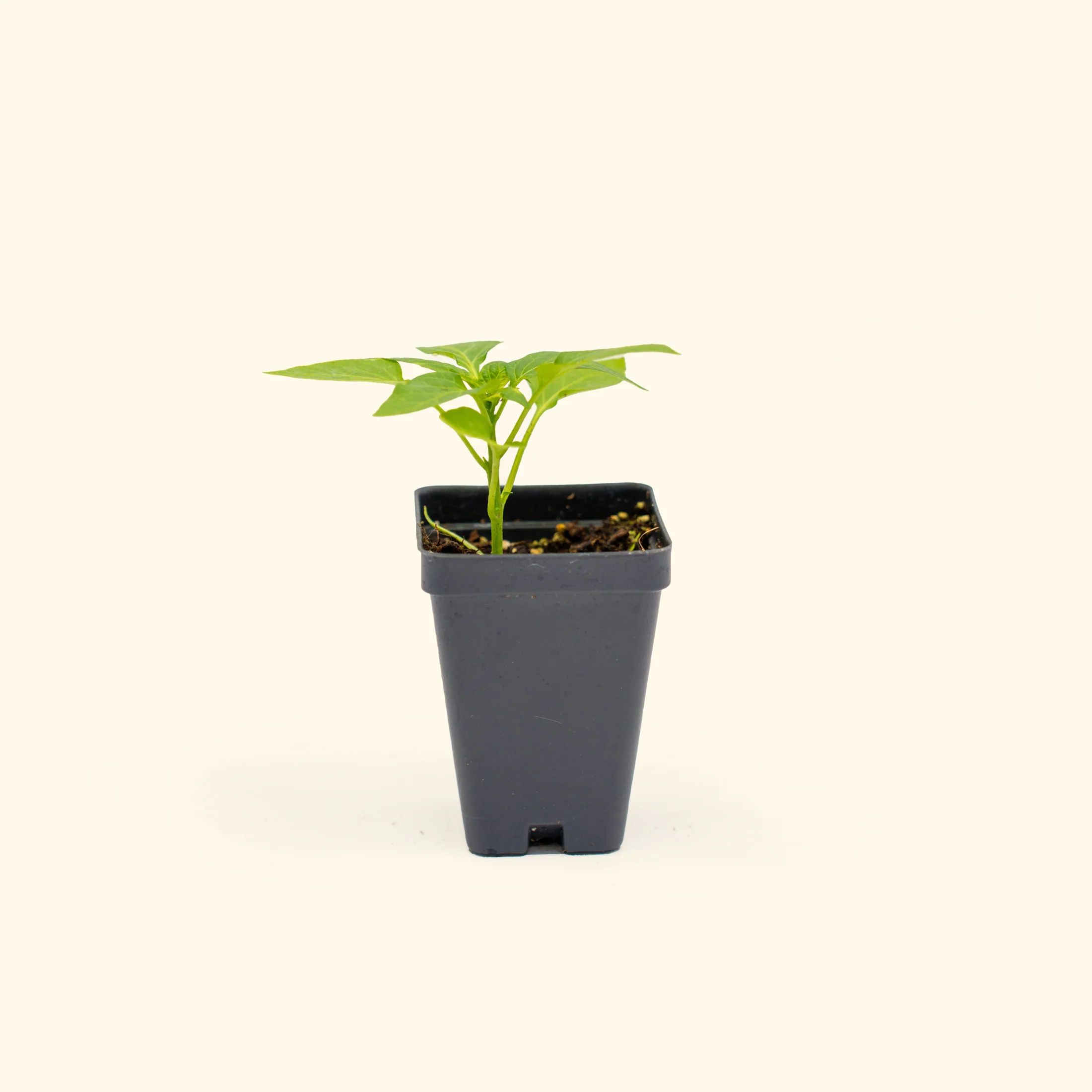 Kitchen Minis™ Hot Tamale Pepper Seedling - Image 2