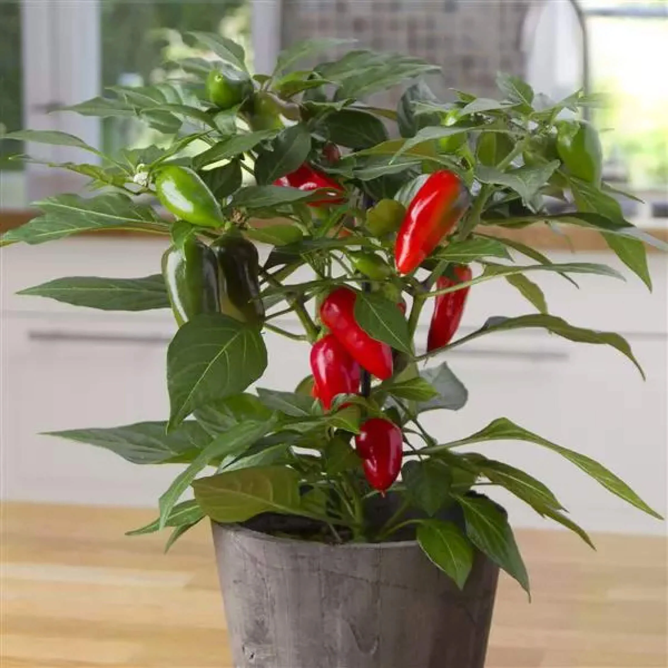 Kitchen Minis™ Hot Tamale Pepper Seedling - Image 5