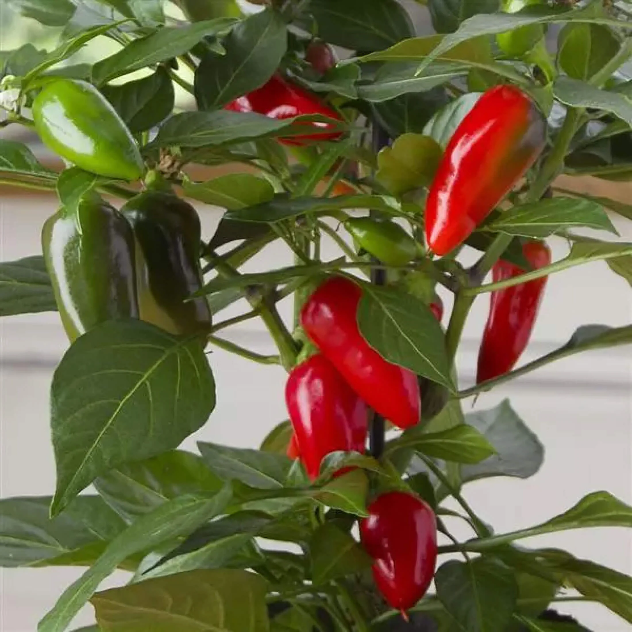 Kitchen Minis™ Hot Tamale Pepper Seedling - Image 6
