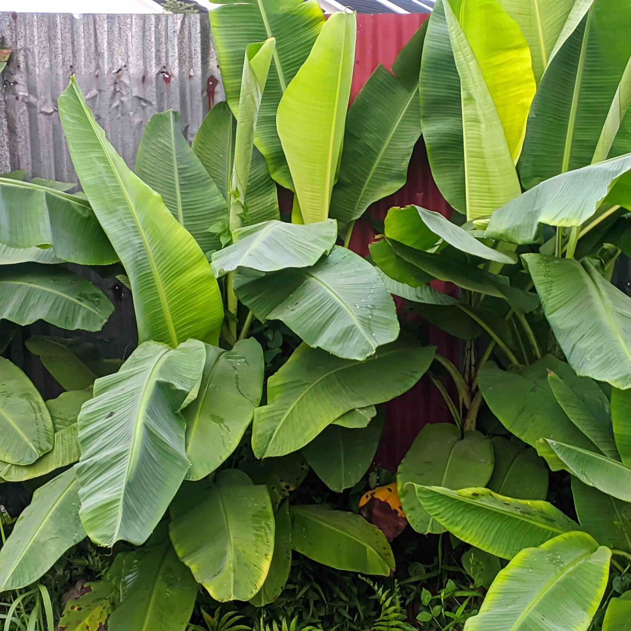 Ice Cream Banana Tree - Image 2