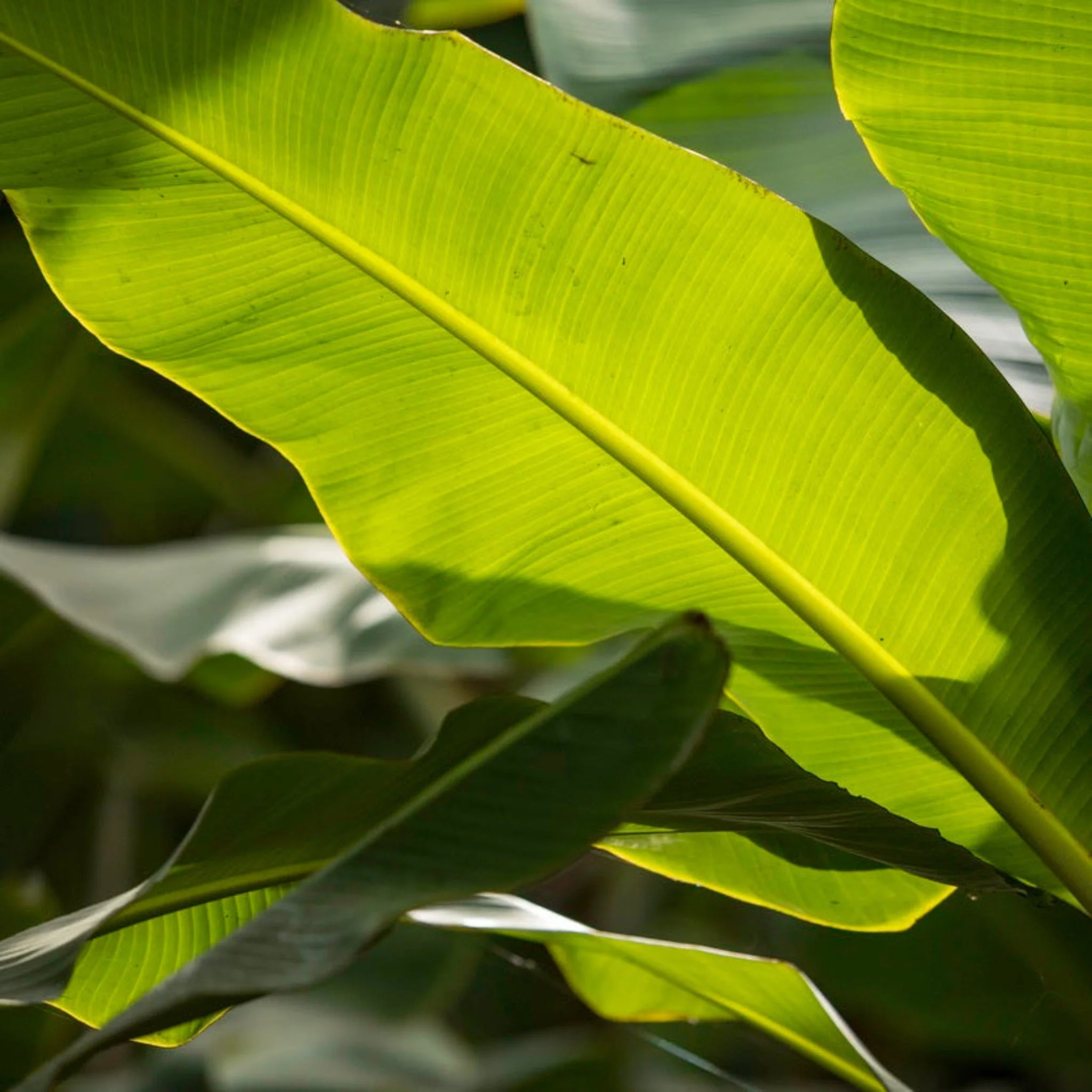 Ice Cream Banana Tree - Image 3