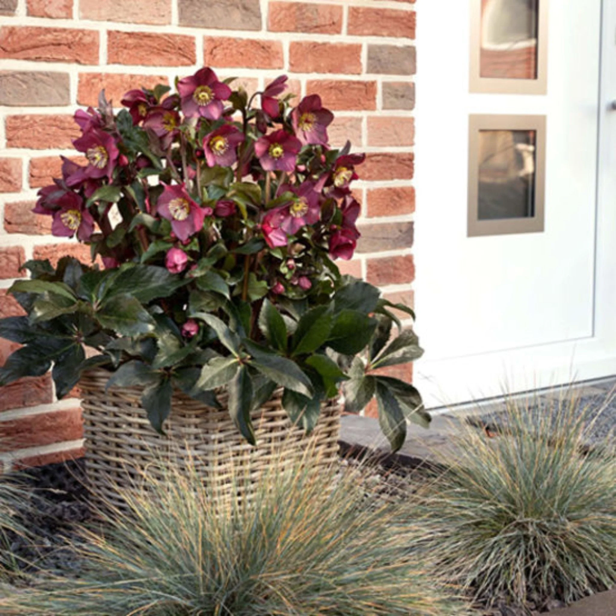 Ice N' Roses® Red Helleborus - Image 2